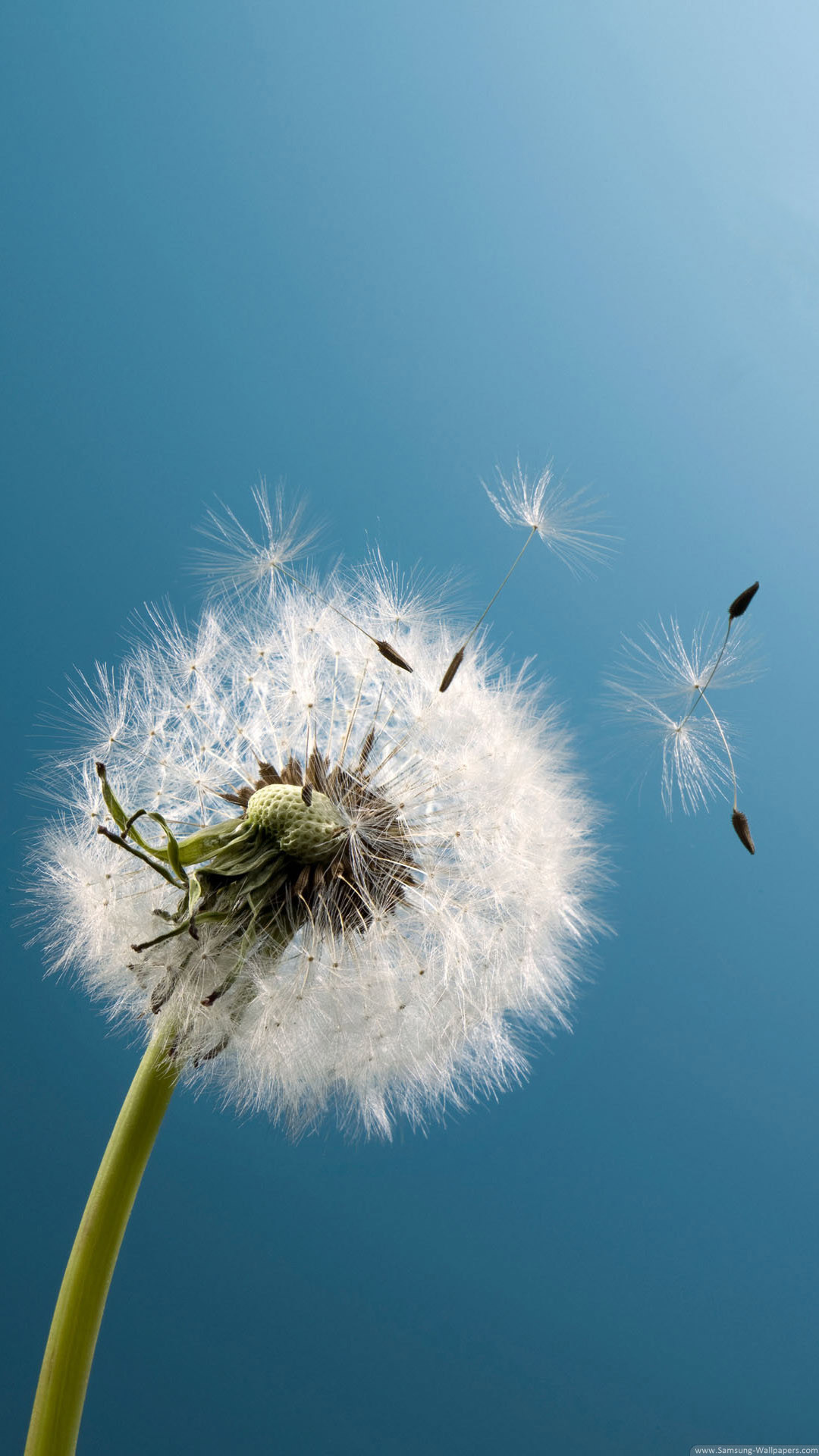 1080x1920 Dandelion Live Wallpaper APK for iPhone | Download Android APK