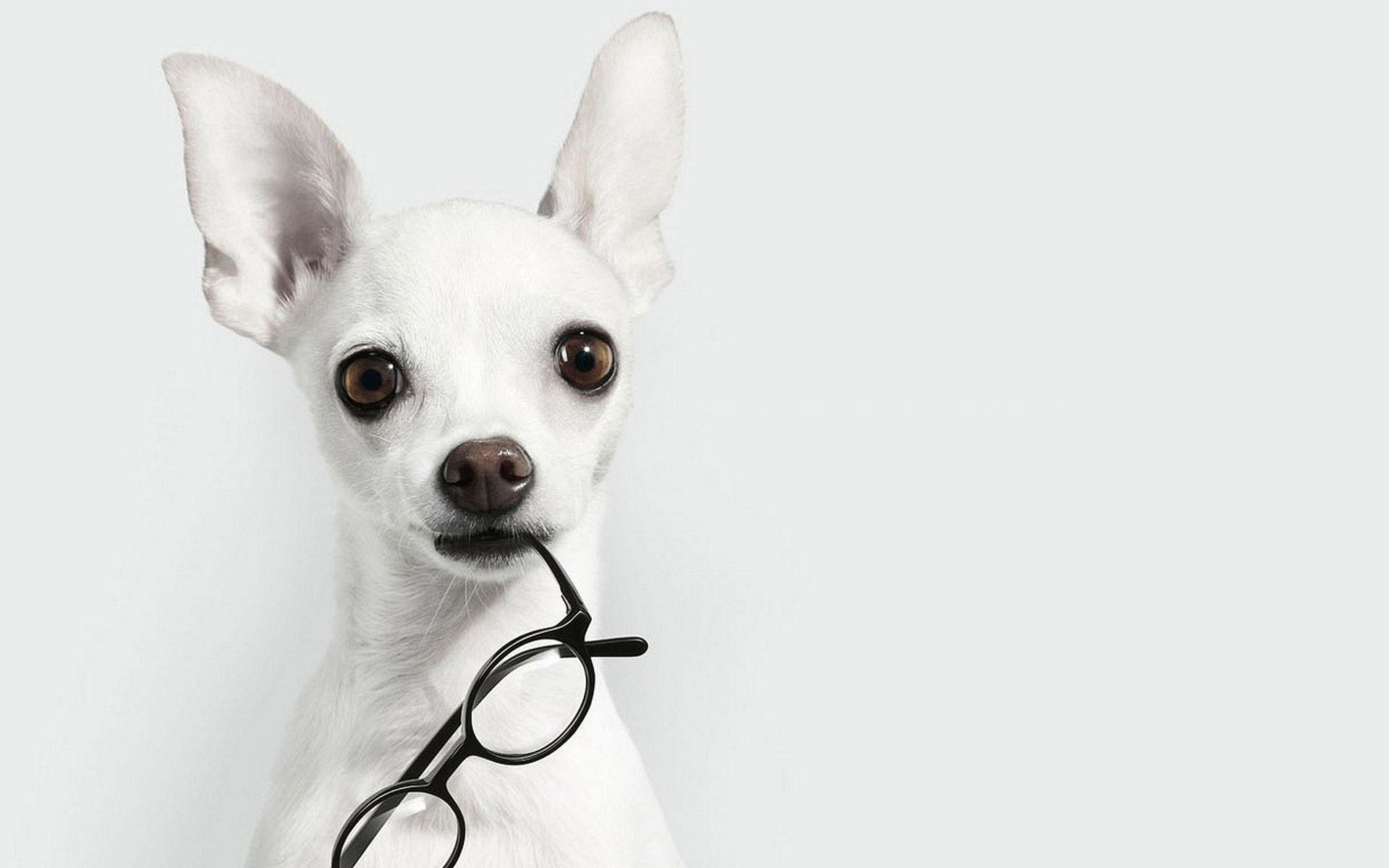 1920x1200 white dog with glasses Wallpaper | HD Wallpapers