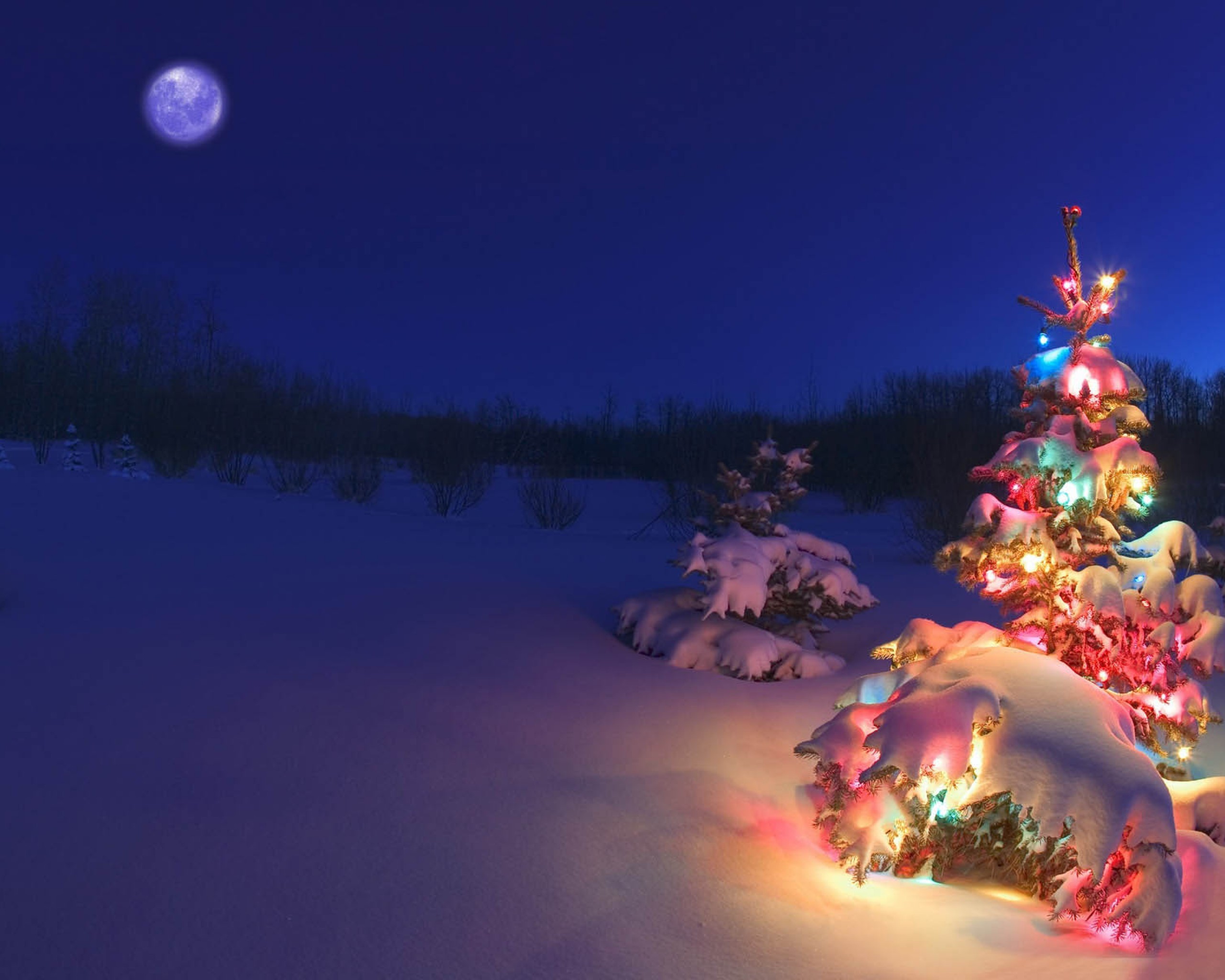 2560x2048 Winter Wonderland: snowy winter scenes & Christmas trees.