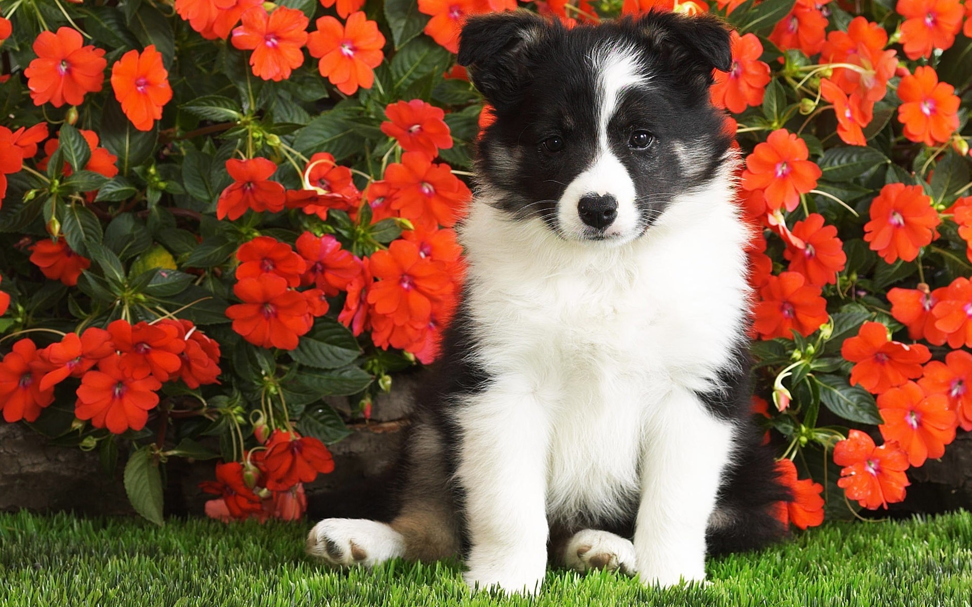 1920x1200 Wallpaper Dog, Puppy, Black, White, Spotted, Flowers