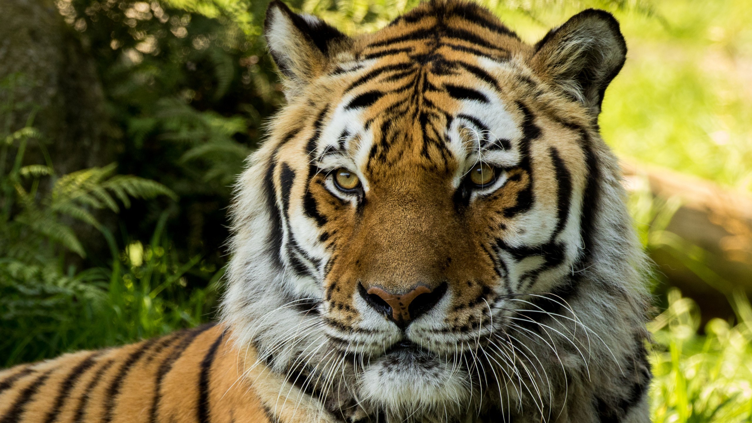 2560x1440 Tags: Siberian Tiger ...