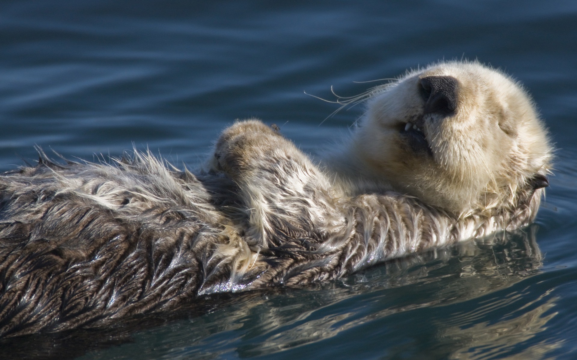 1920x1200 Sea Otter Wallpaper Other Animals Wallpapers