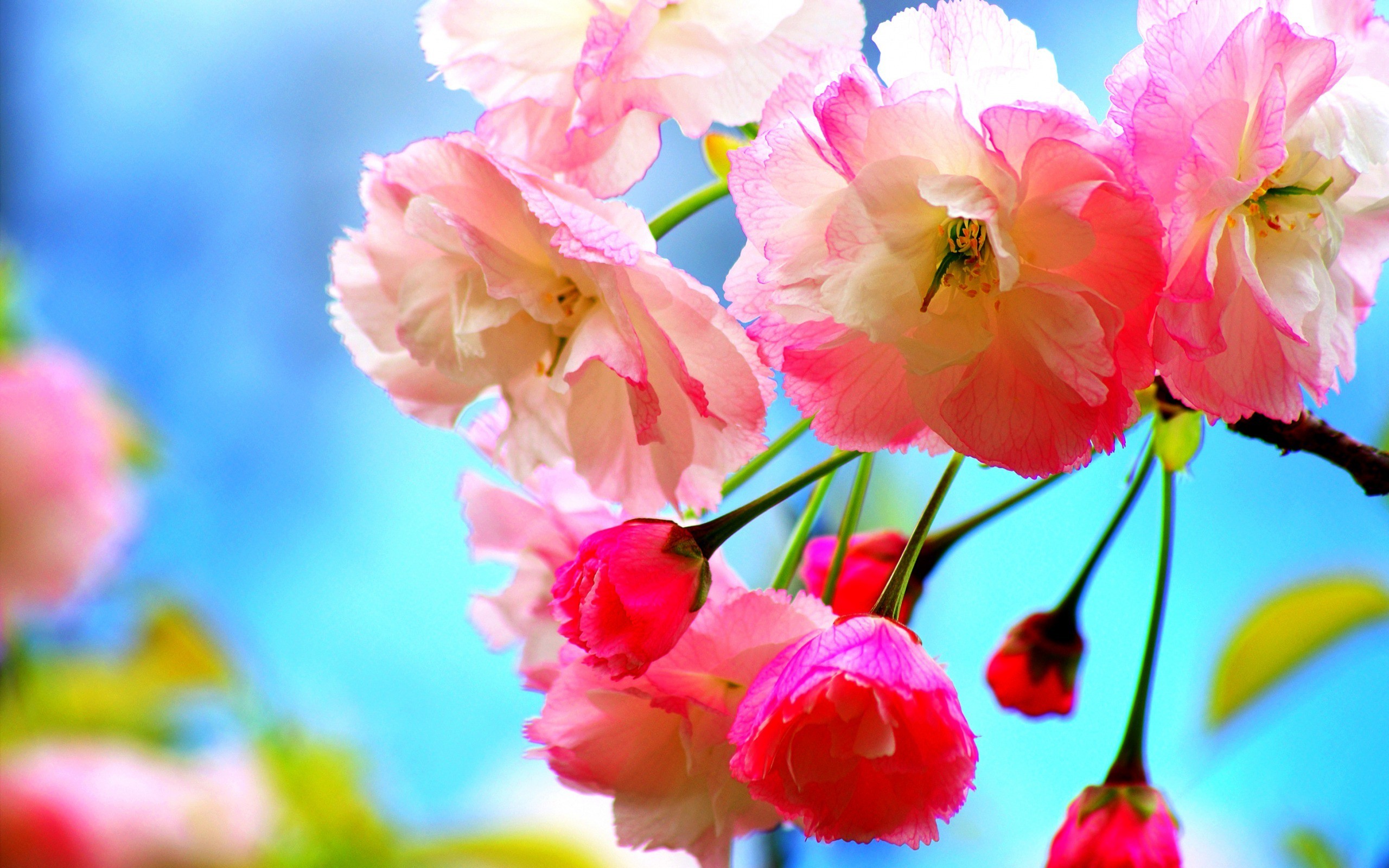 2560x1600 Beautiful Spring Flowers wallpaper, free computer desktop wallpapers,  pictures, images