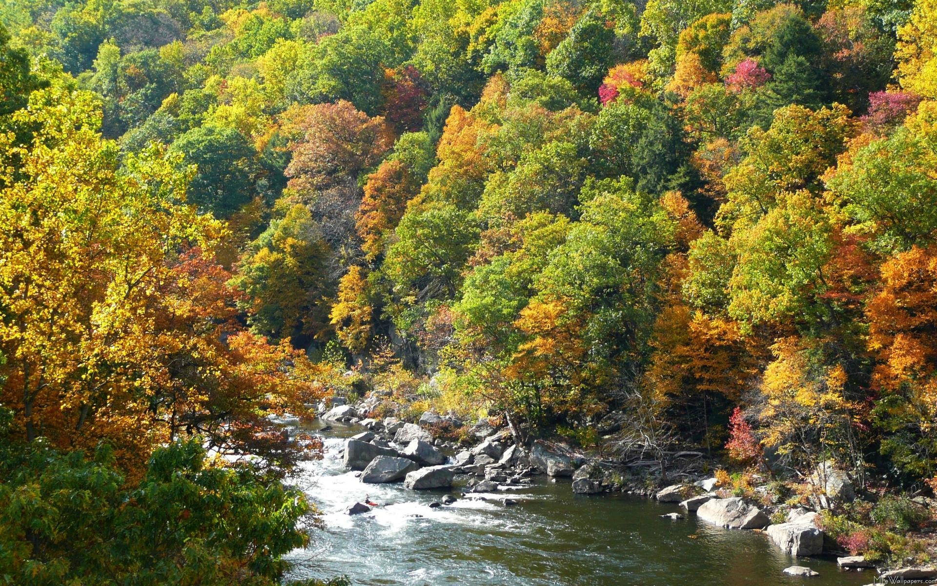 1920x1200 Fall Color at Ohiopyle State Park