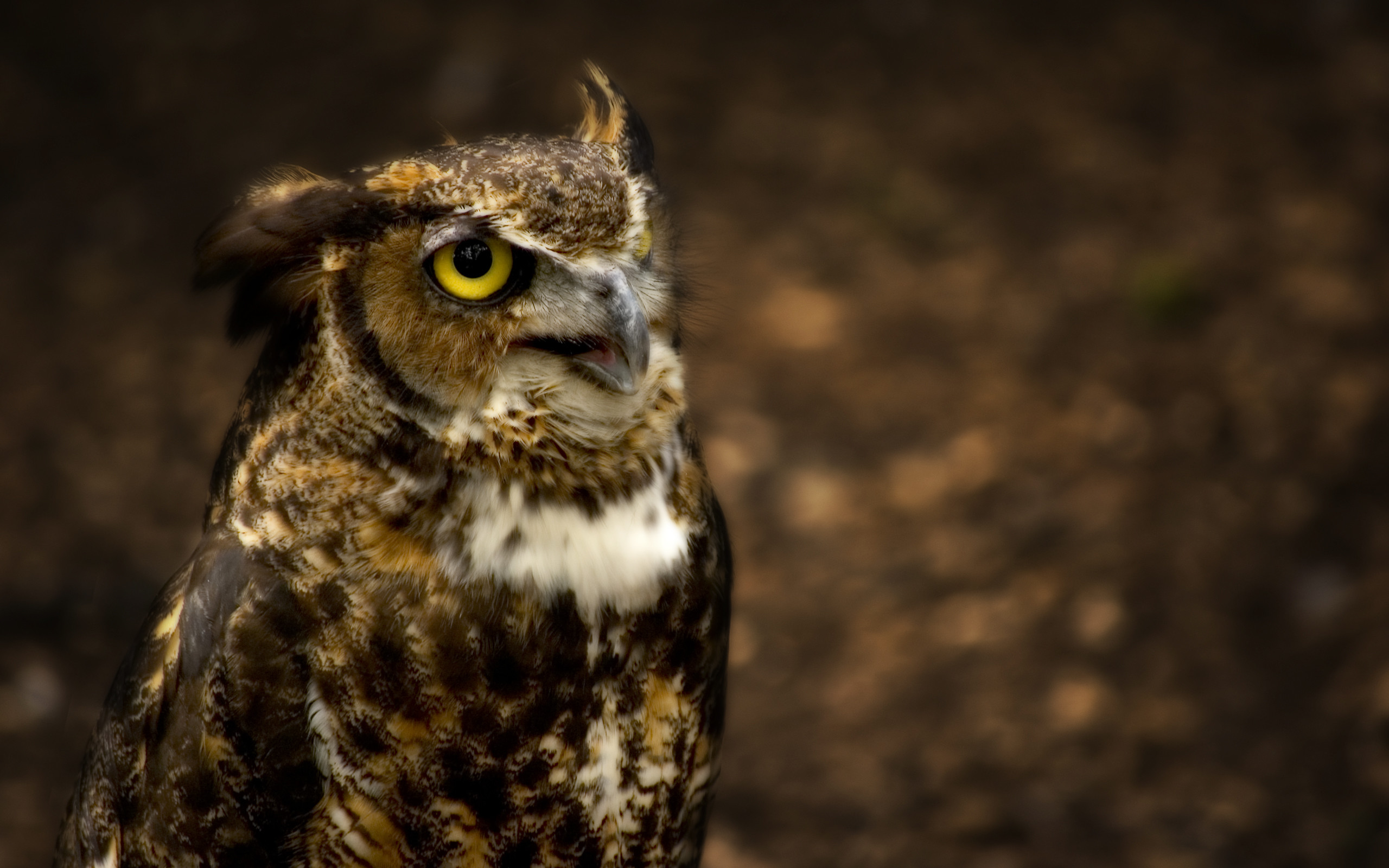 2560x1600 great horned owl