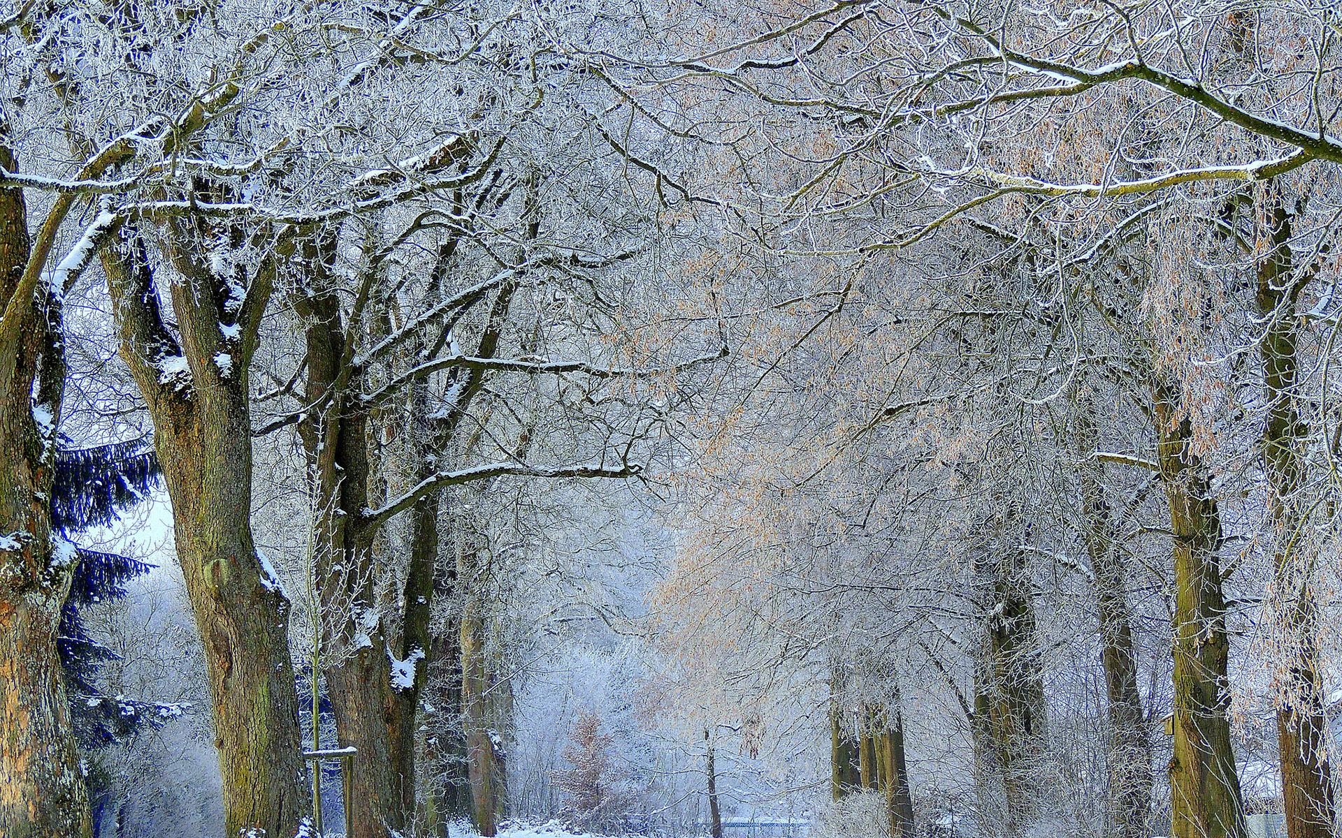 1920x1200 HD Snowy trees in the winter Wallpaper