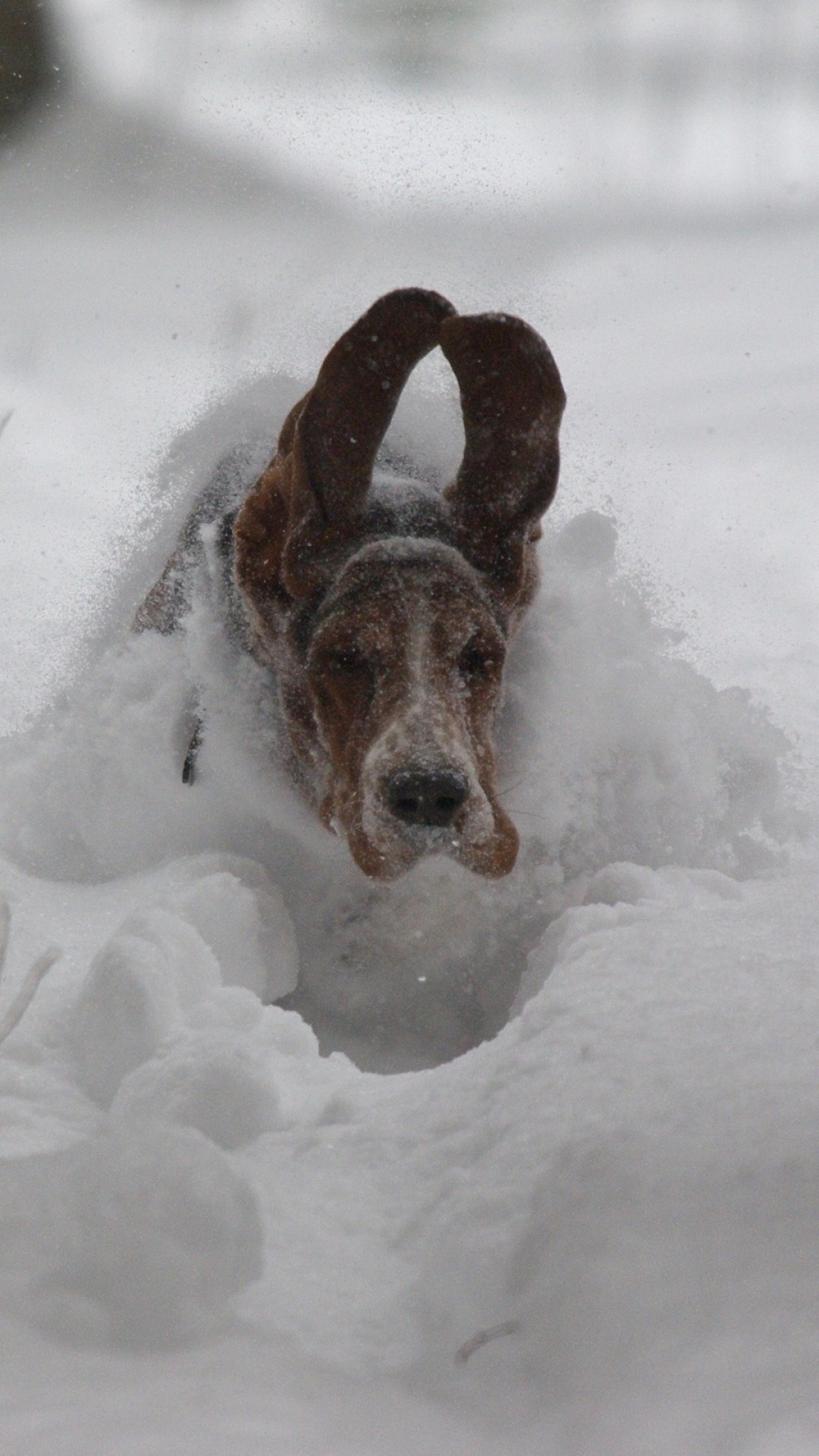 1080x1920  Wallpaper dog, snow, ears, run, winter