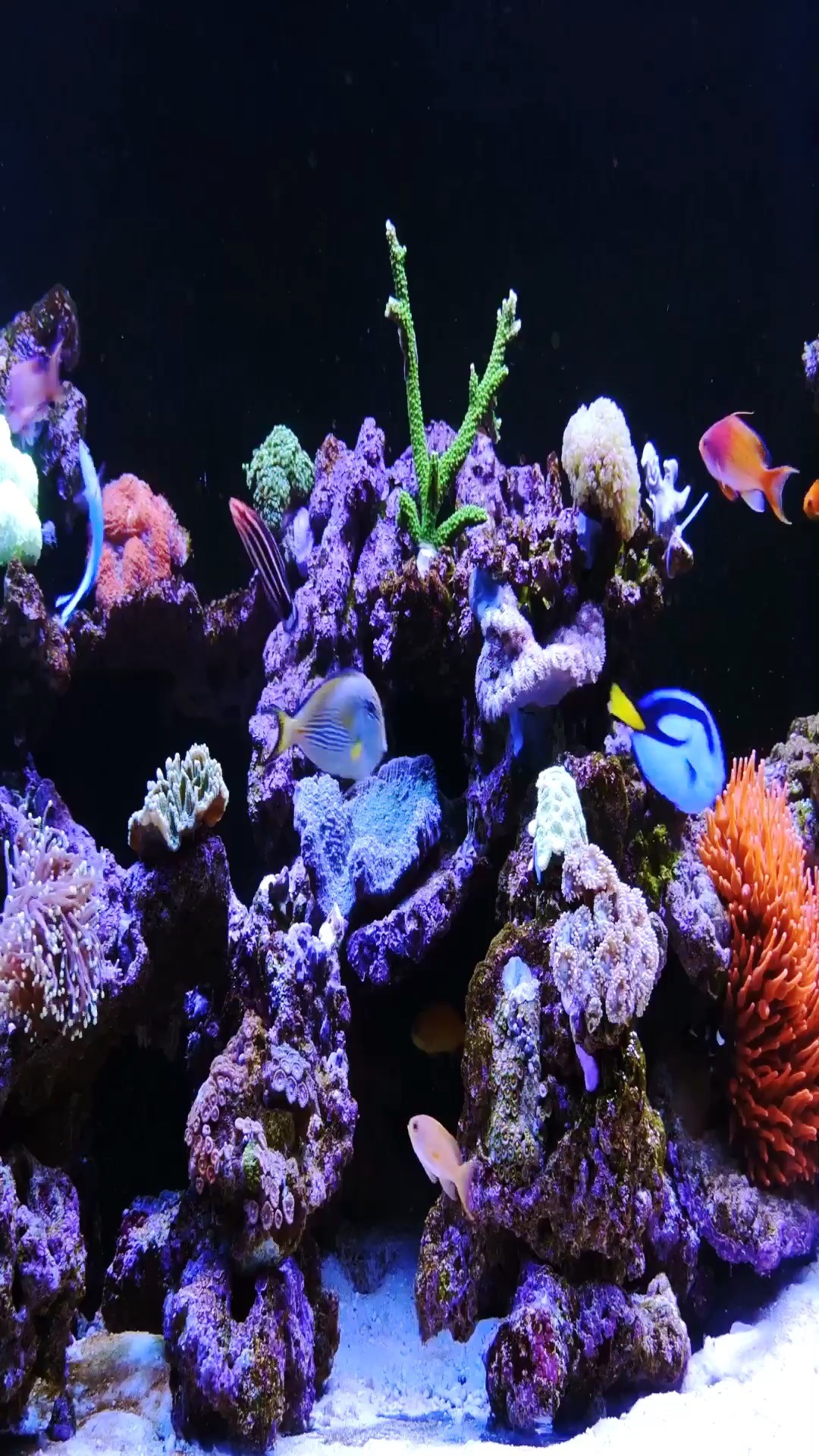 1080x1920 Aquarium, Under water Live wallpaper for iPhone7Plus, iPhone7, iPhone6s,  iPhone6s Plus