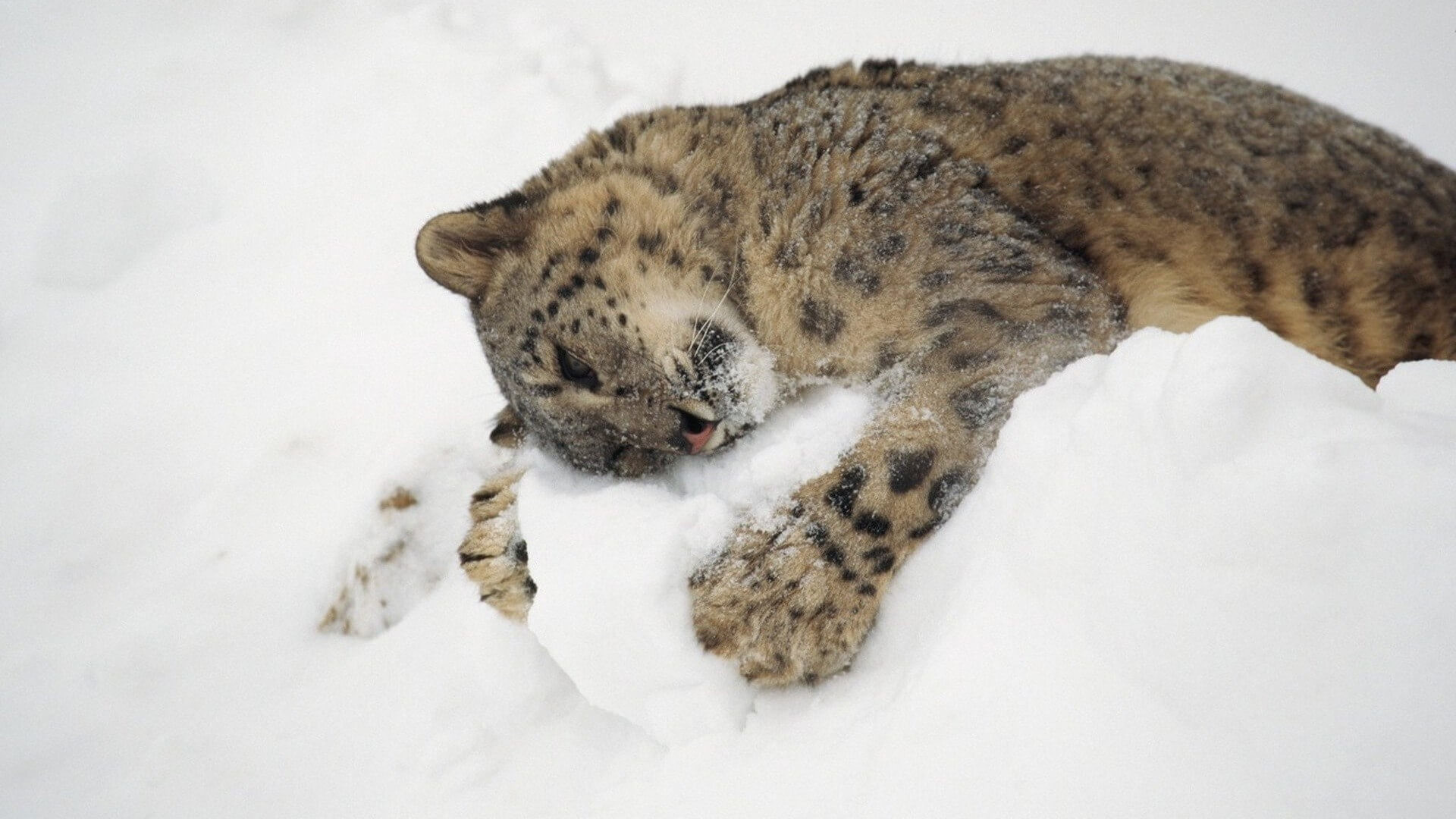 1920x1080 Snow Leopard Wallpapers For iPad