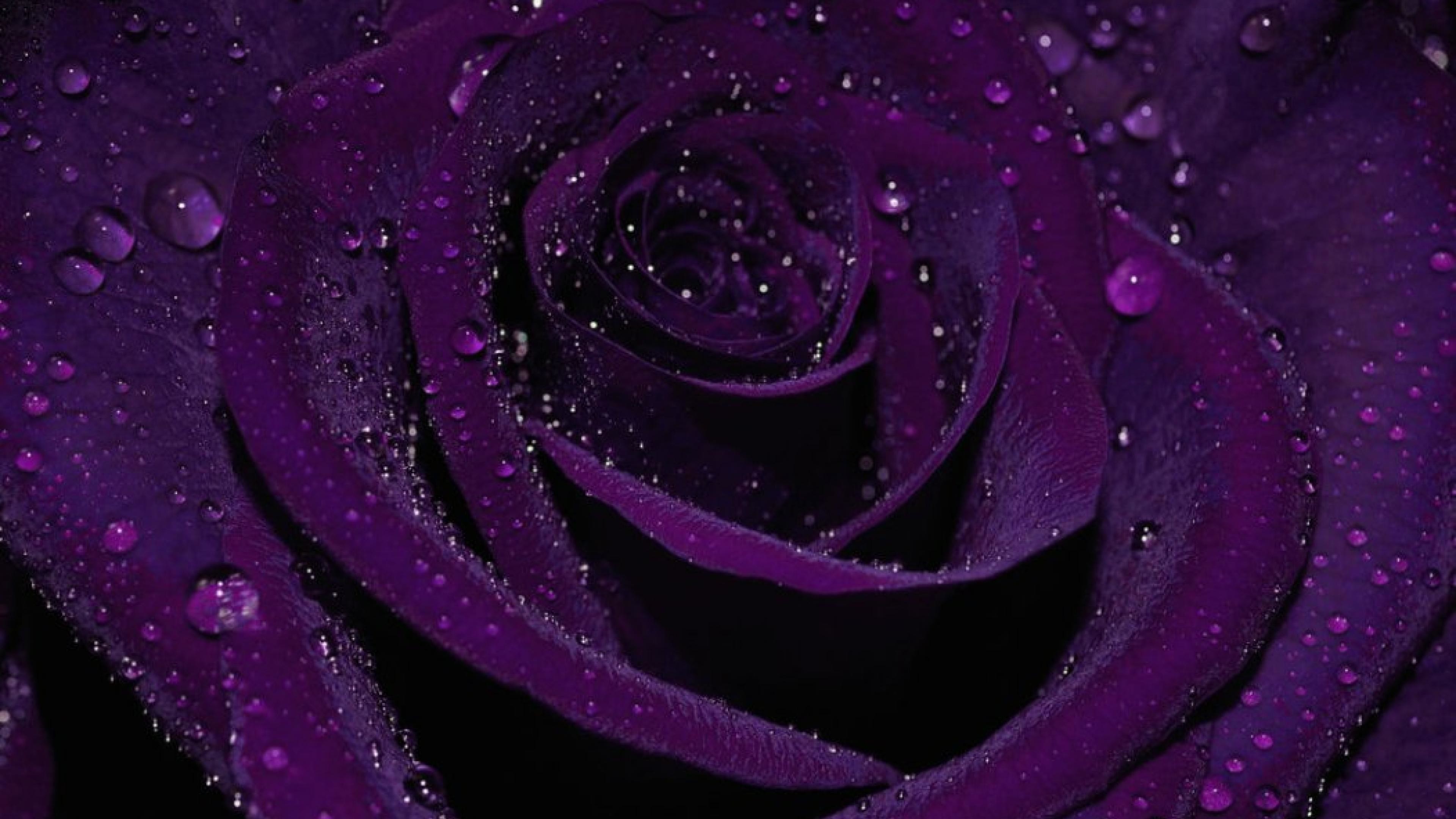 3840x2160 Purple Rose 4k