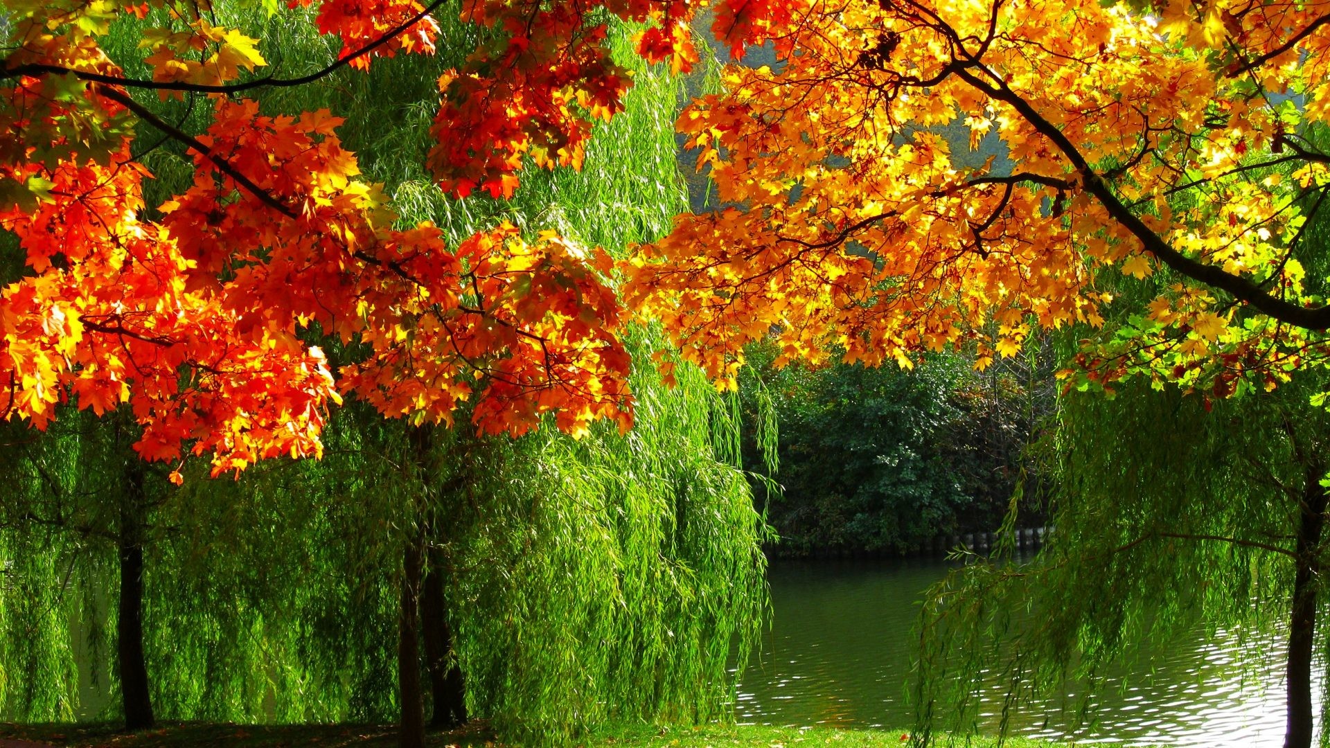 1920x1080 ... Weeping Willow Tree. Autumn Leaves Wallpaper