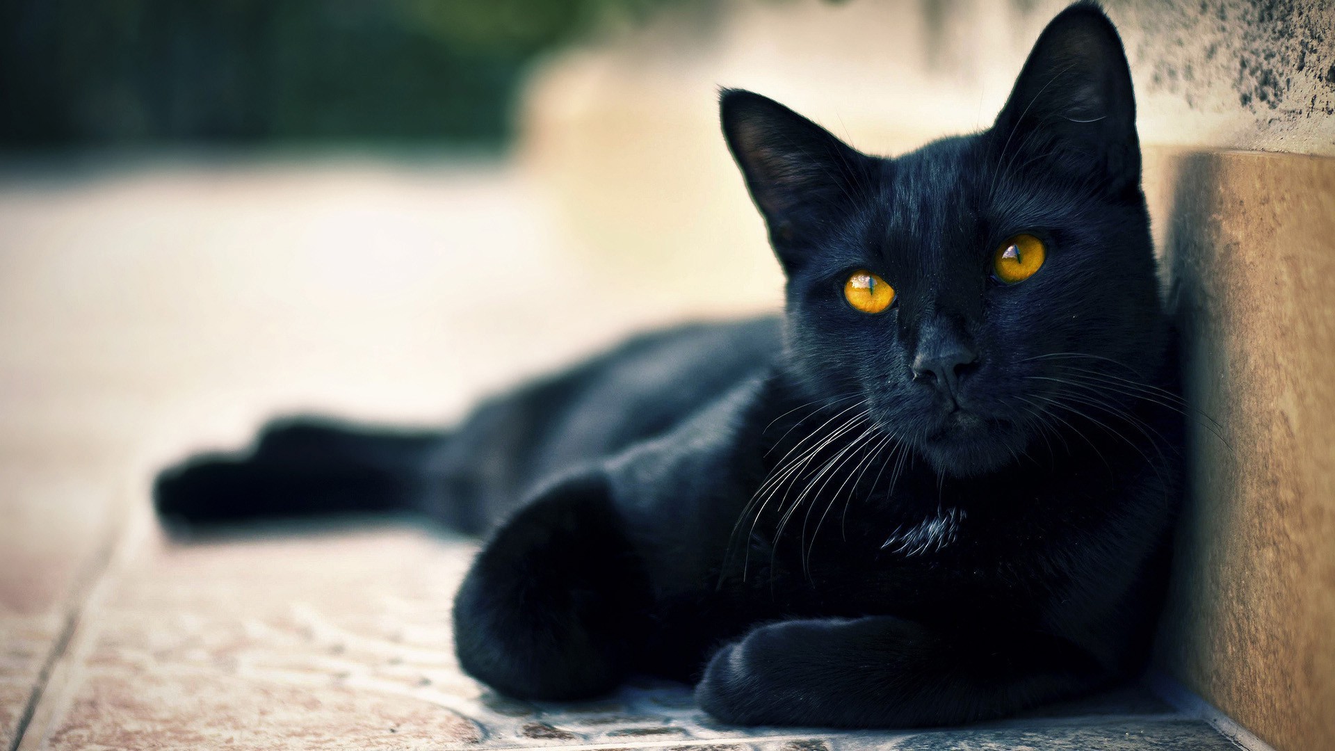 1920x1080 Beautiful & Cute Black Cats Wallpapers HD Pictures