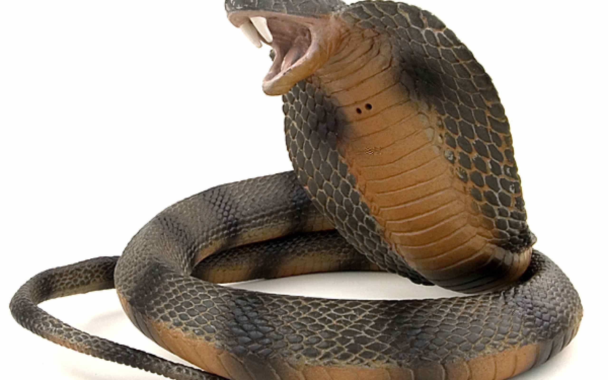 2560x1600 real cobra snake pics download
