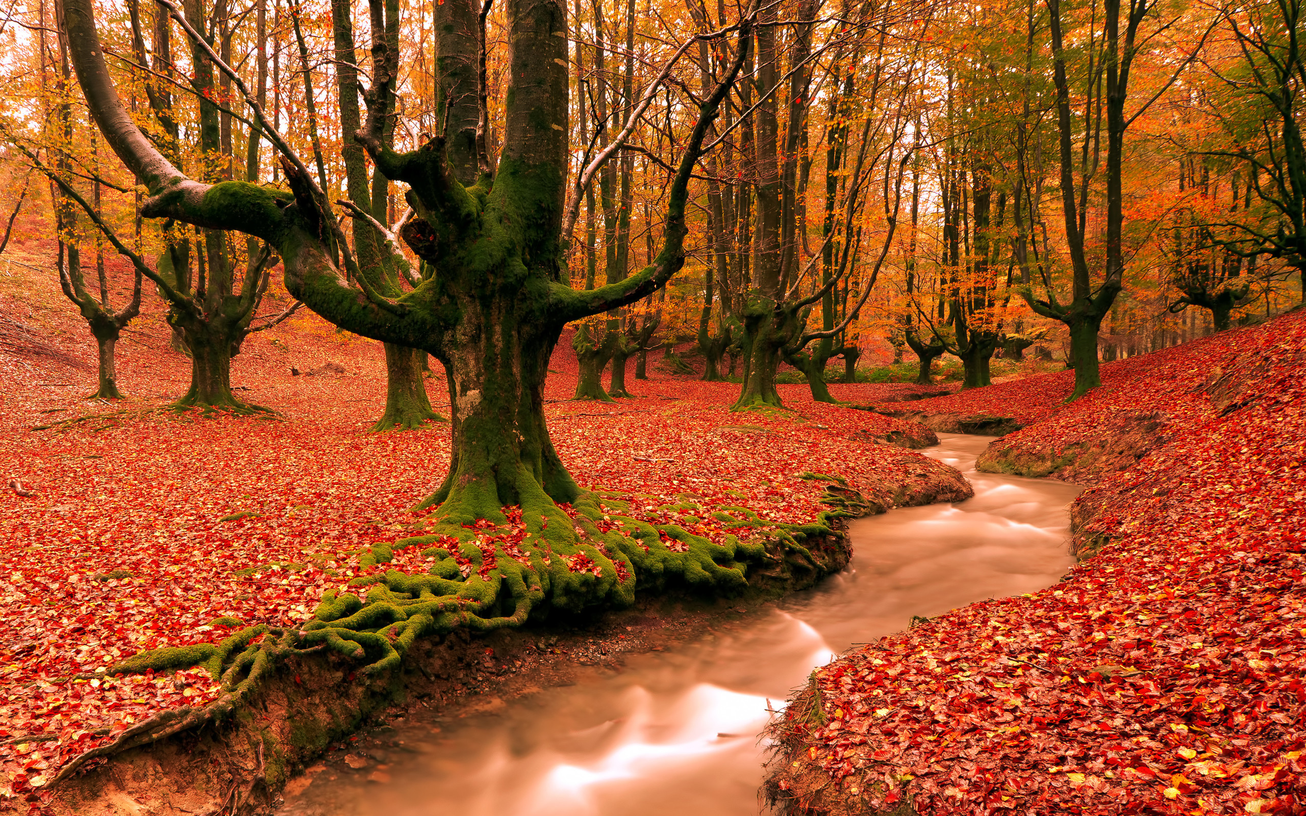 2560x1600  /images-of-autumn-desktop-wallpapers-free-