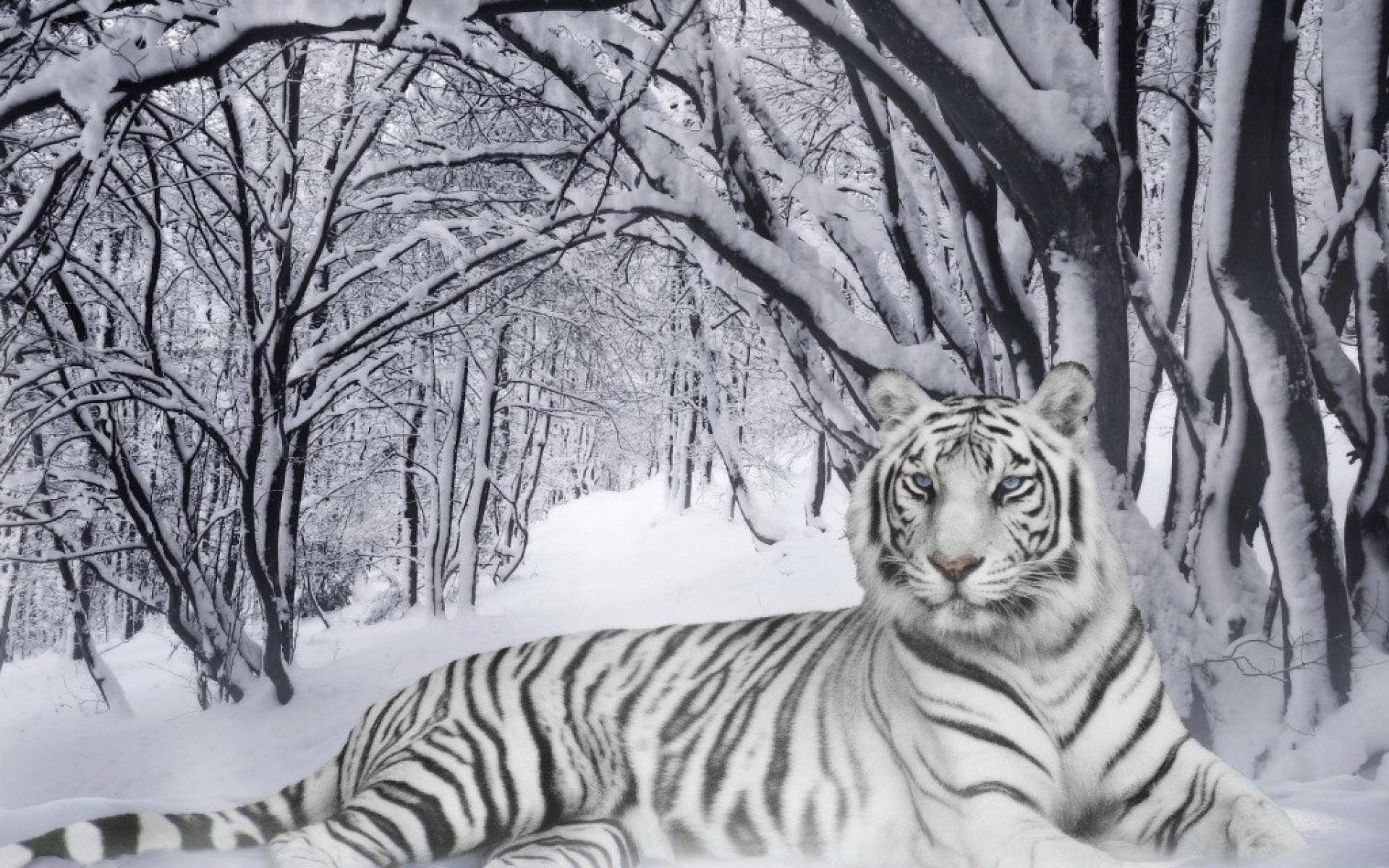 1920x1200 White Tiger | Wallpapers HD free Download