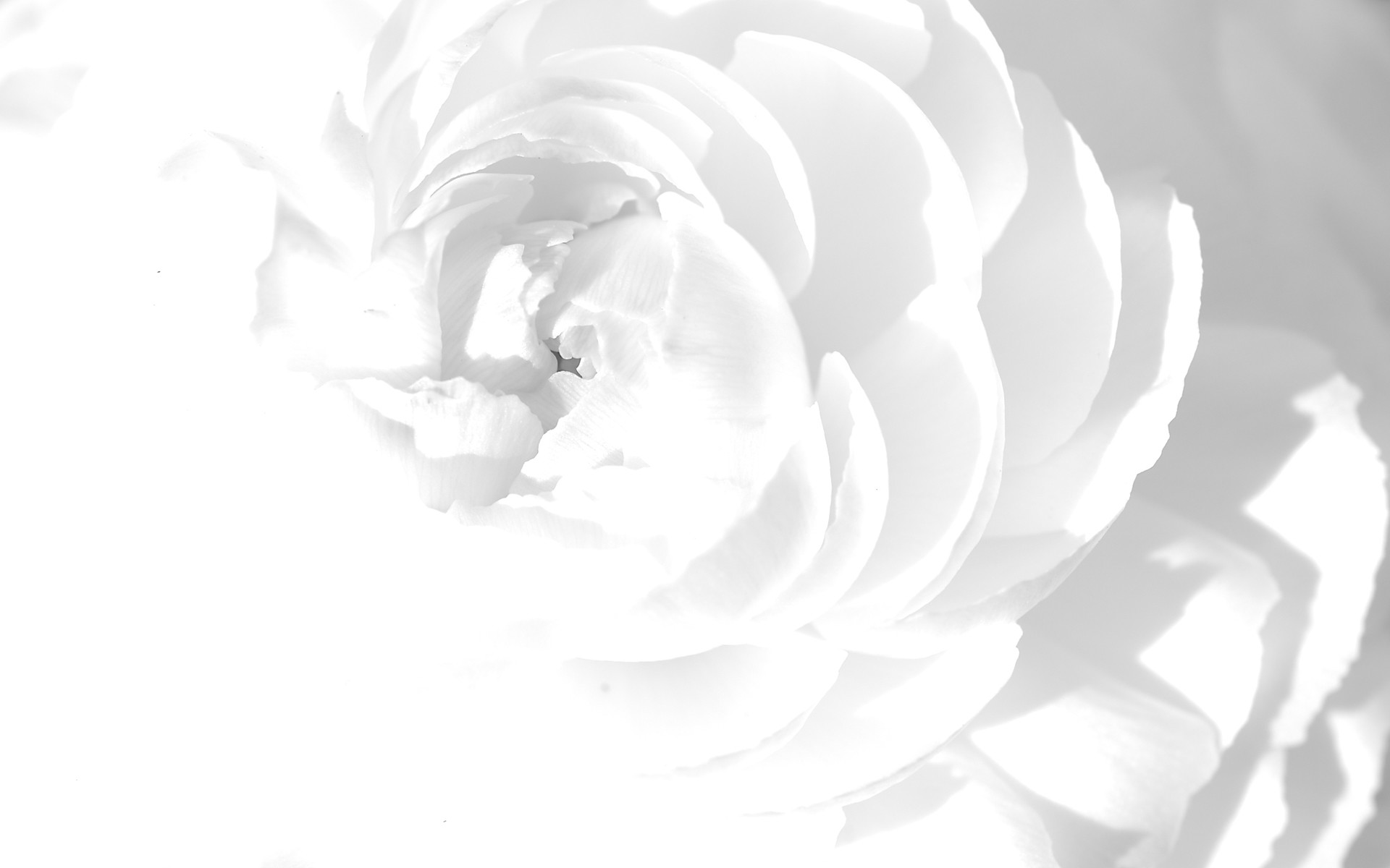 1920x1200 rose all white background Wallpaper HD