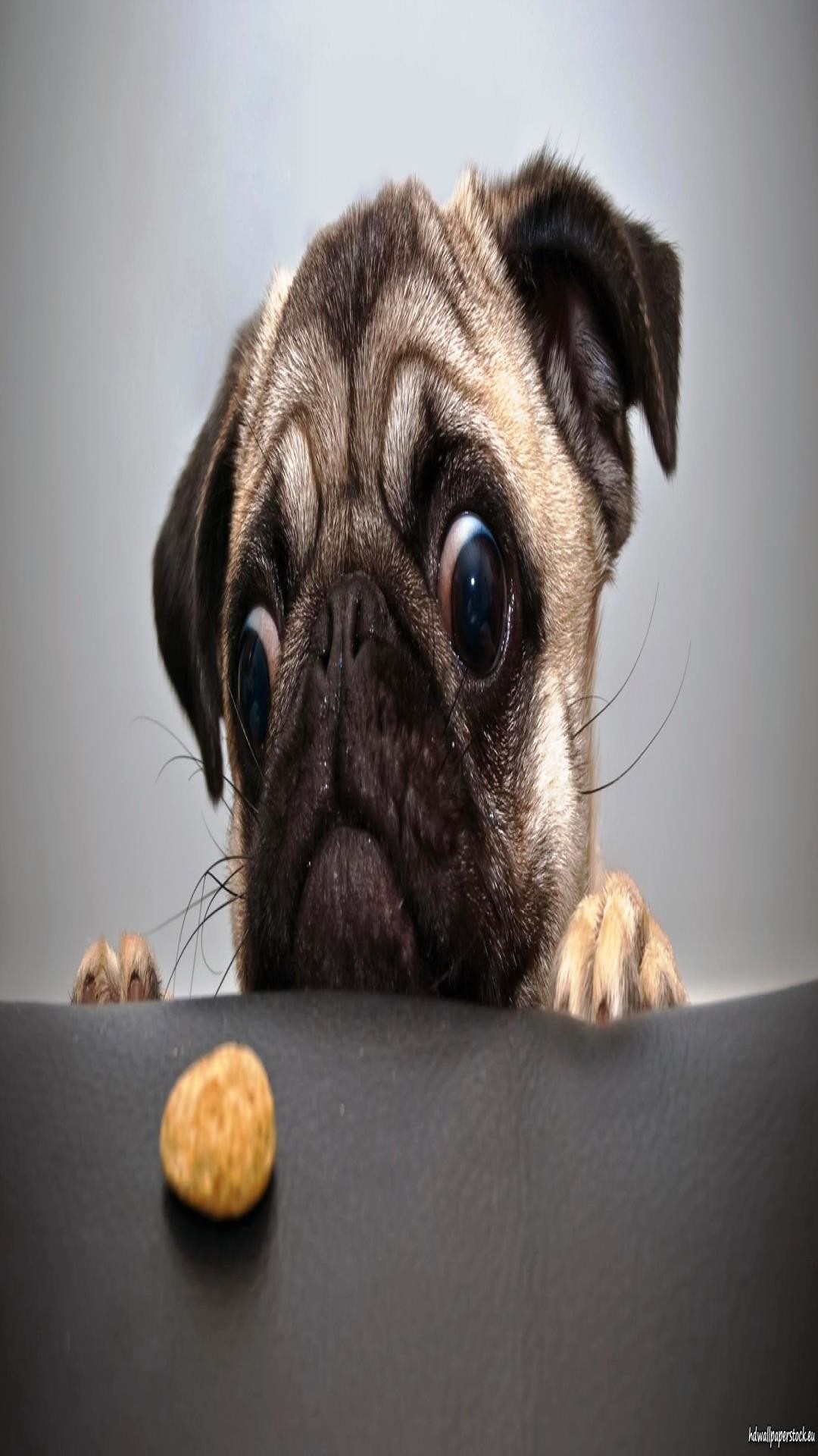 Funny Pug Pictures Wallpaper (75+ images)