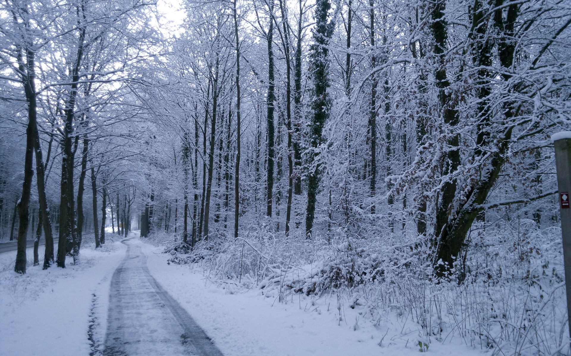 1920x1200 Winter Trees Road Plants Snow wallpapers and stock photos
