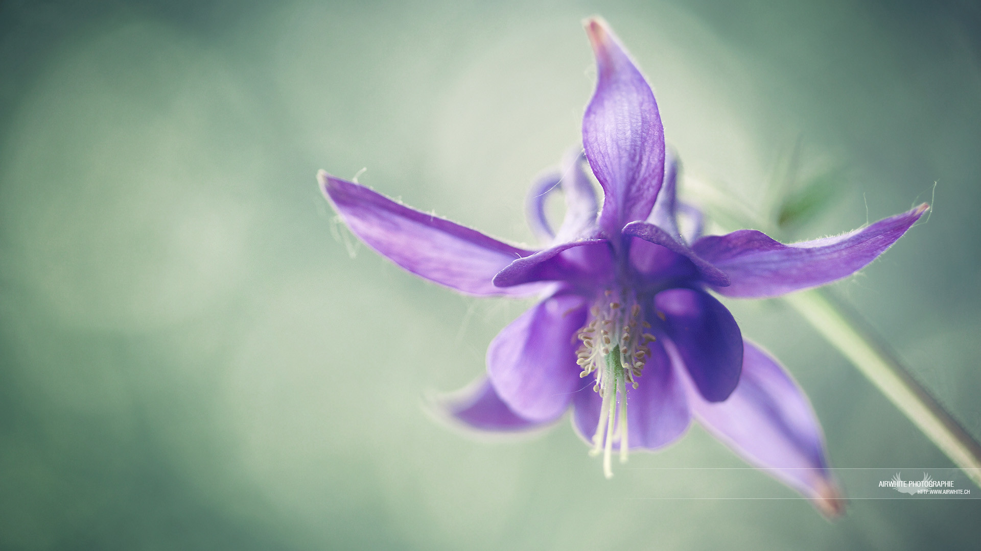 1920x1080 Download Convert View Source. Tagged on : Purple Flower Wallpapers Hd  Desktop Background ...