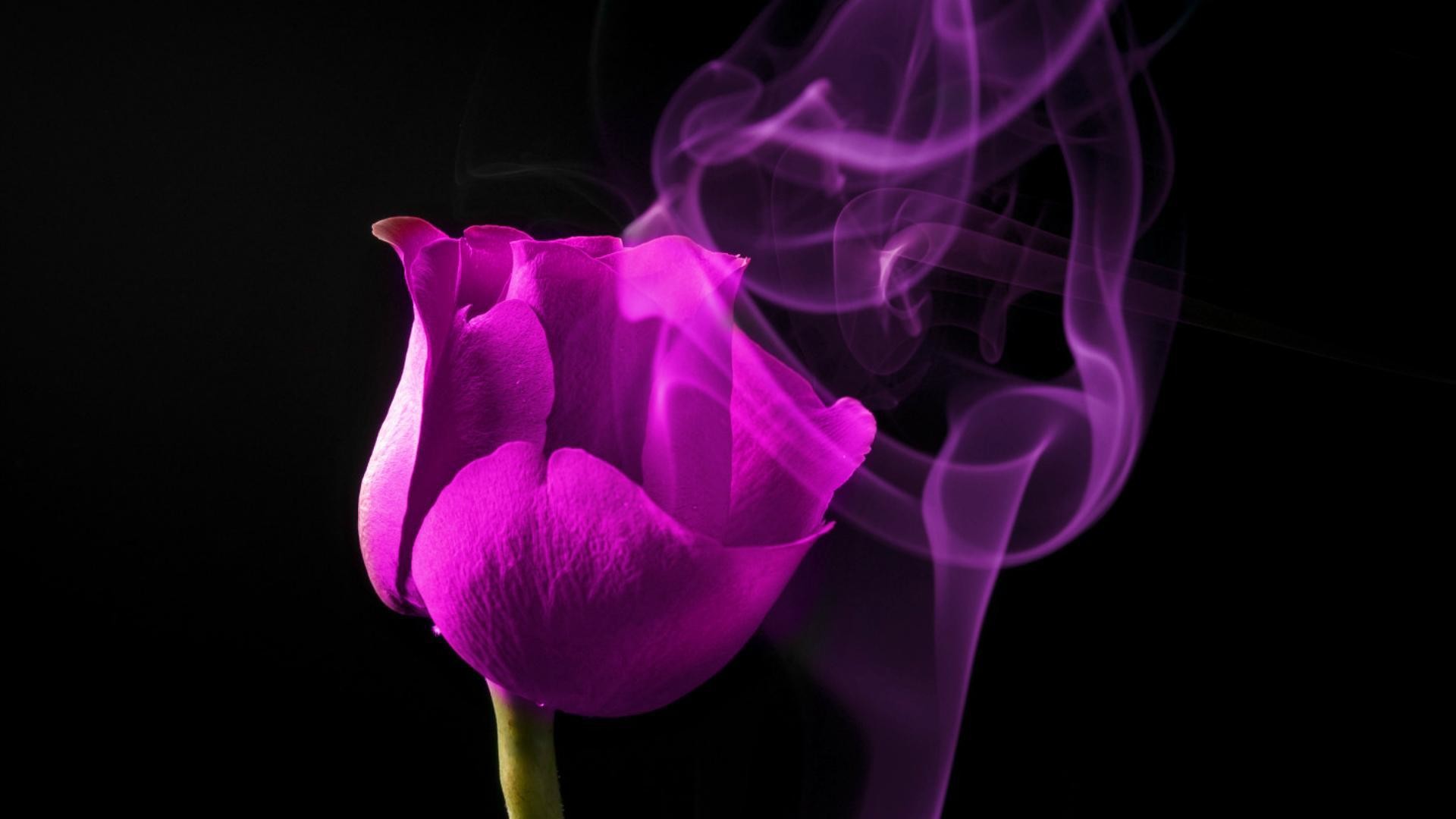 1920x1080 purple rose on a black background wallpapers and images wallpapers 