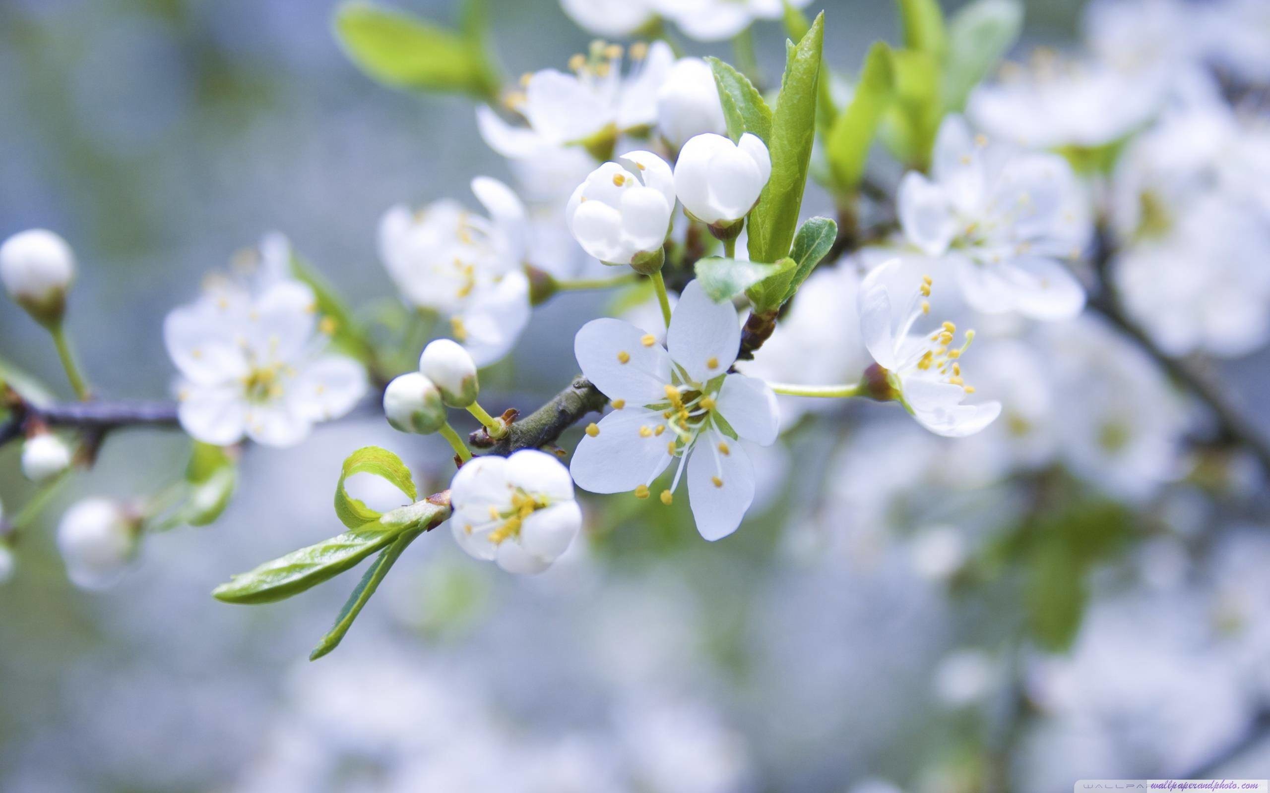 2560x1600 Spring Blossoms HD 16:9 16:10 desktop wallpaper: Widescreen .