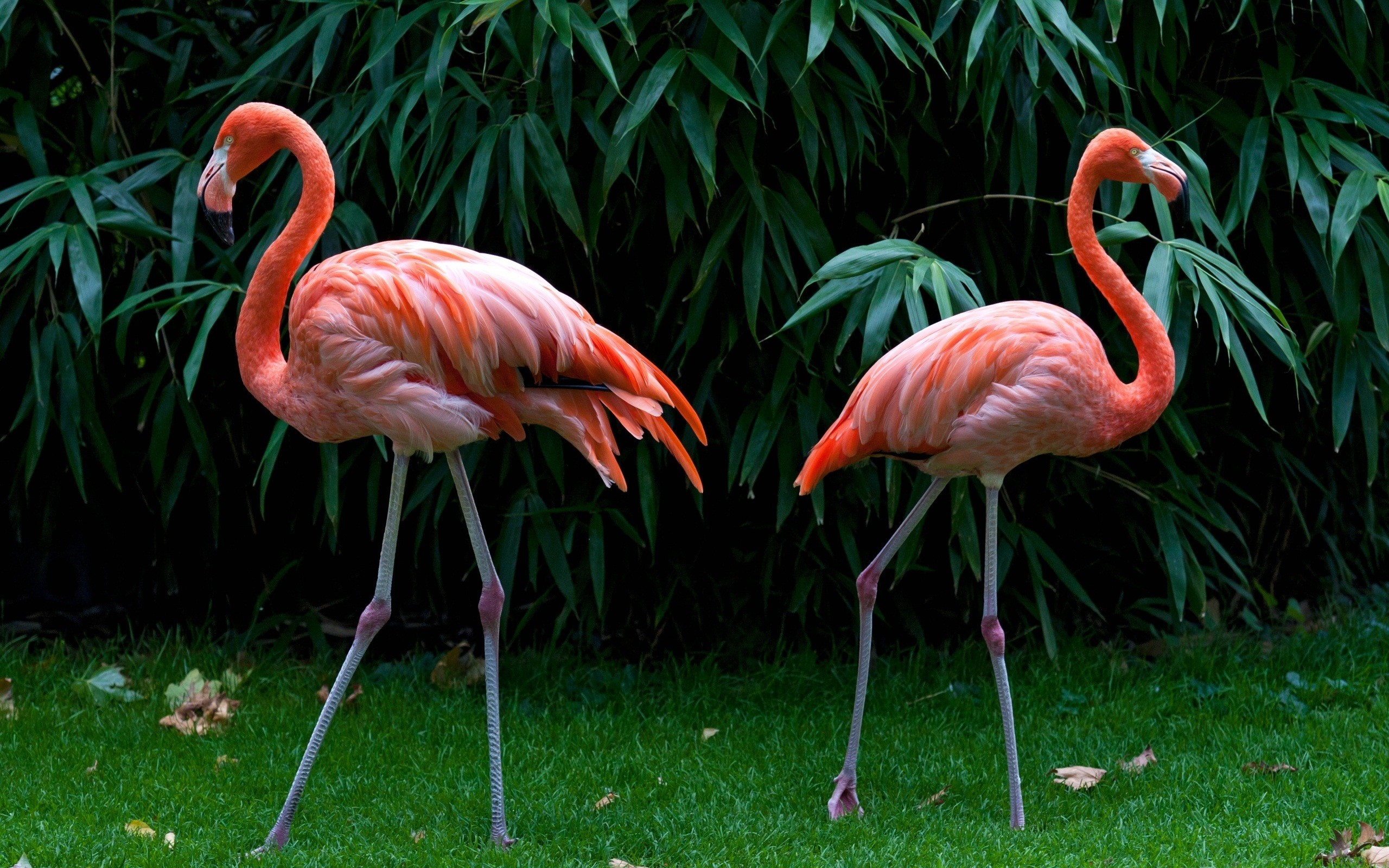 2560x1600 HD-Flamingo-Wallpaper