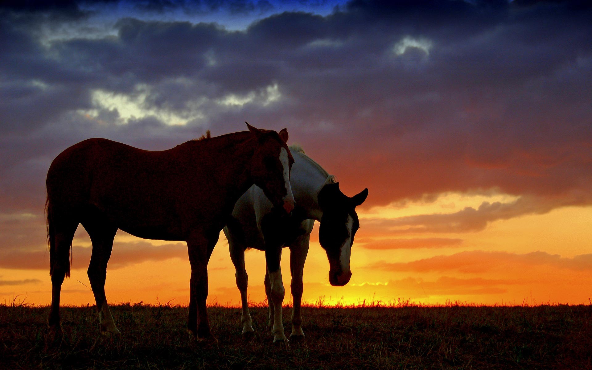 1920x1200 Horse Sunset Wallpaper Desktop
