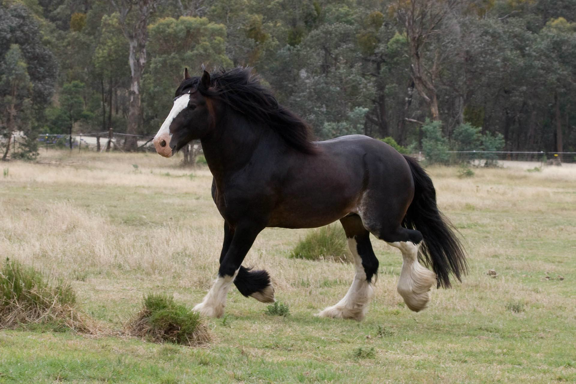 1920x1280 Black Shire Horse Photo