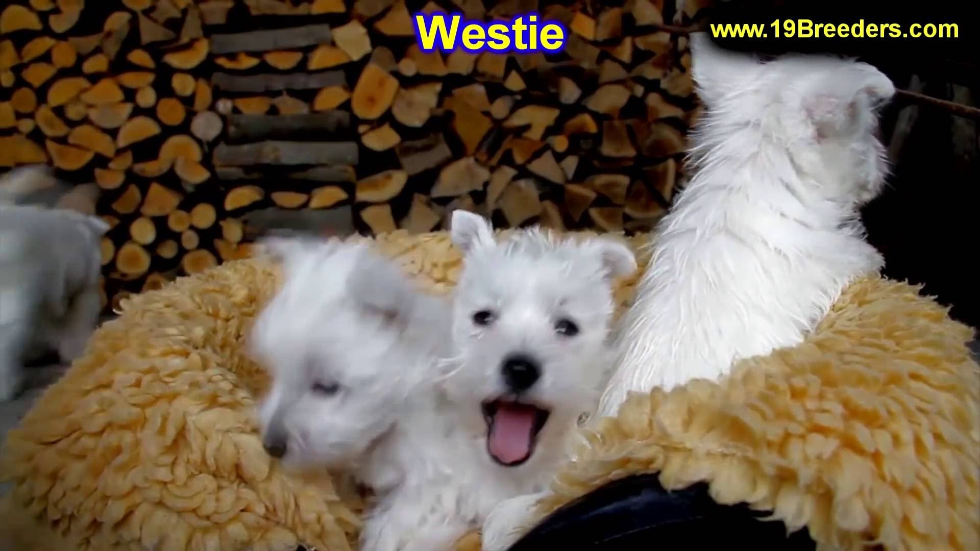 1920x1080 West Highland White Terrier, Westie, Puppies, Dogs, For Sale, In Charlotte,  North Carolina, NC, Cary