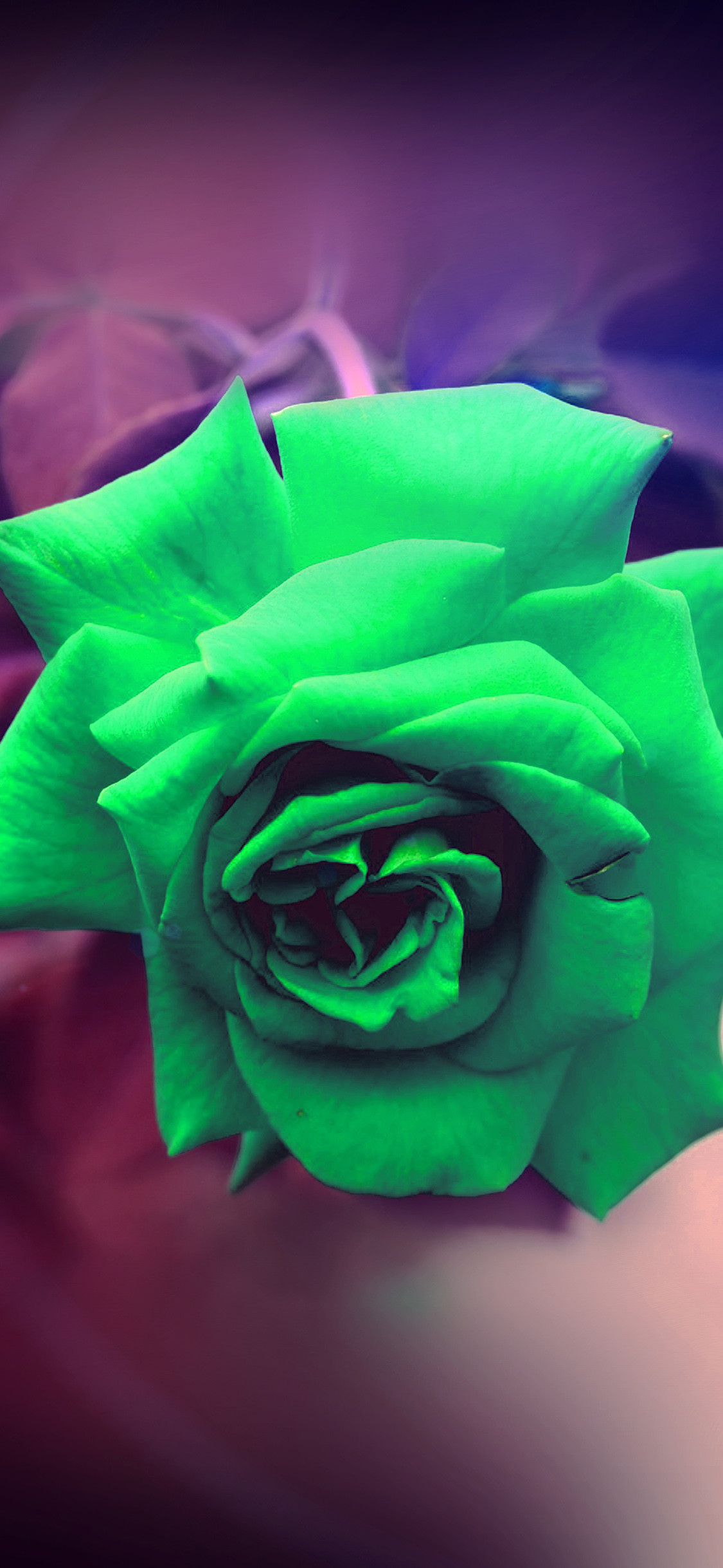 1125x2436 iPhoneXpapers.com | iPhone X wallpaper | my90-green-rose -nature-flower-wood-love-valentine-flare