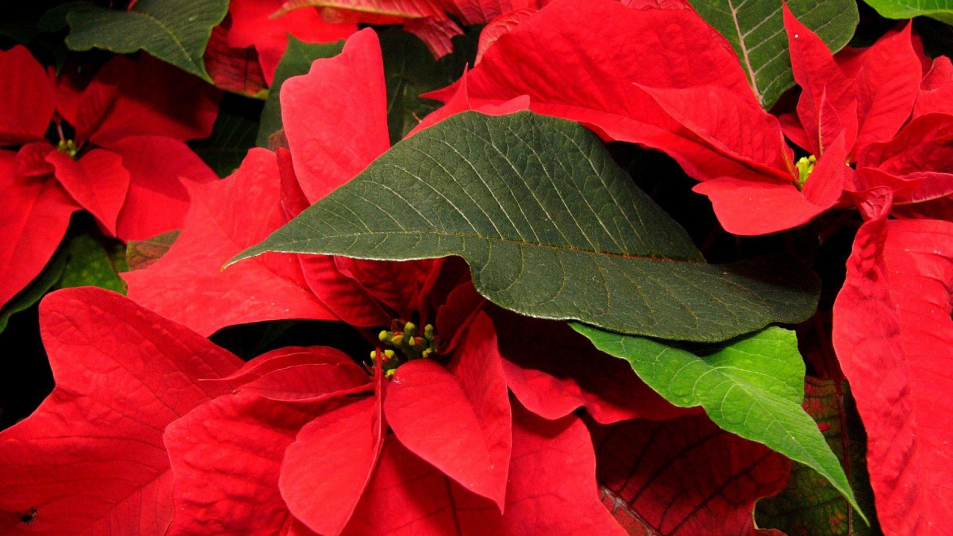 1920x1080 Get the latest poinsettia, flower, leaf news, pictures and videos and learn  all about poinsettia, flower, leaf from wallpapers4u.org, your wallpaper  news ...