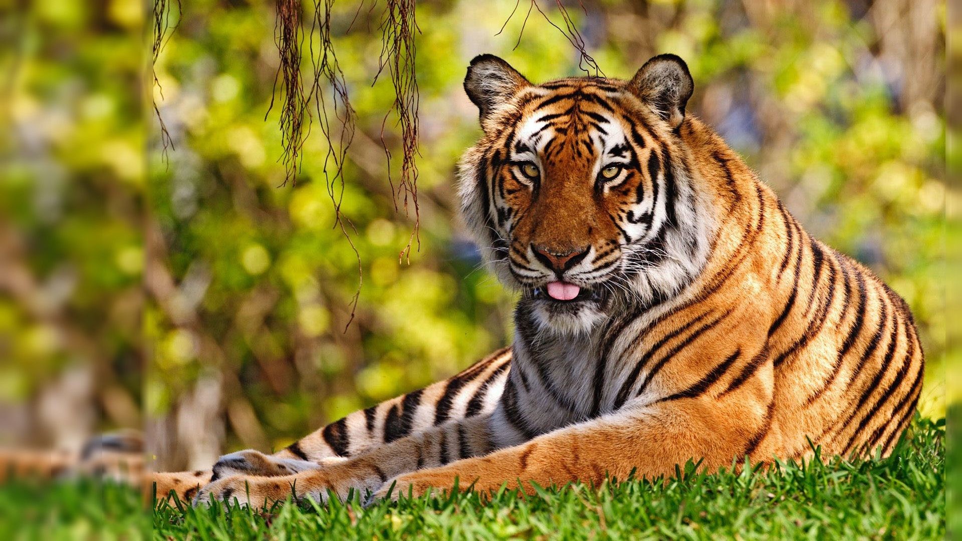 1920x1080 Tiger HD Wallpapers For Desktop Wallpapers) – Adorable Wallpapers