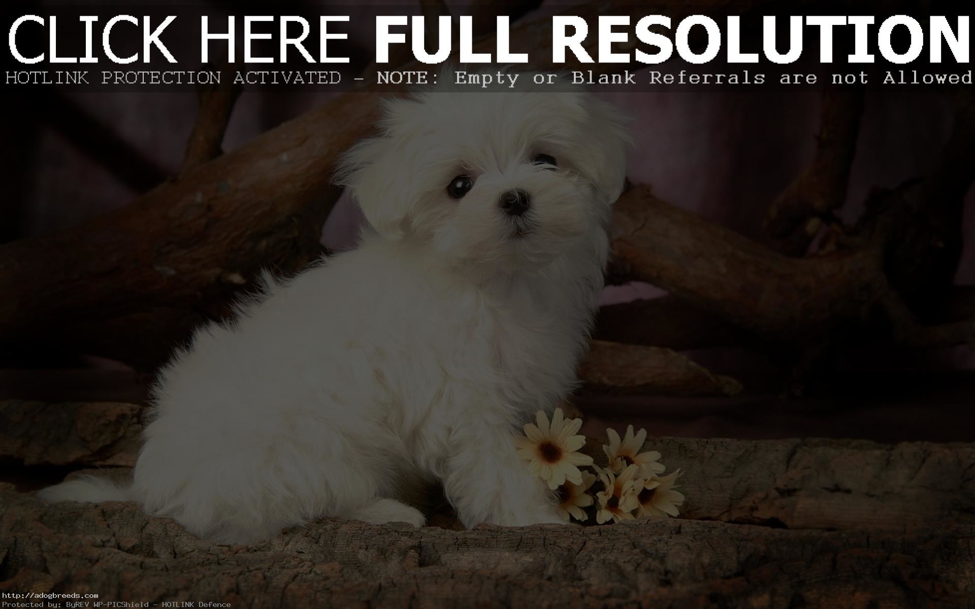 1920x1200 White Maltese Puppies With Yellow Flower