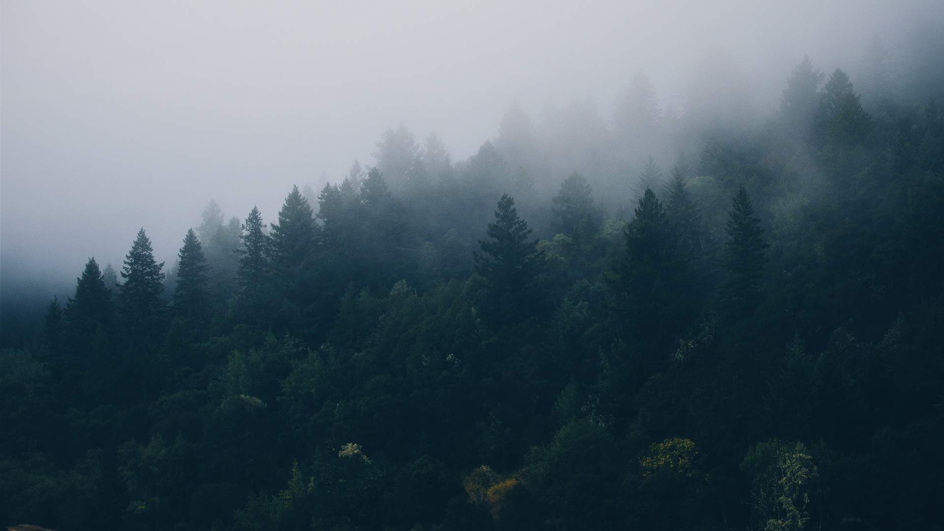 1920x1080 Preview wallpaper forest, trees, fog 