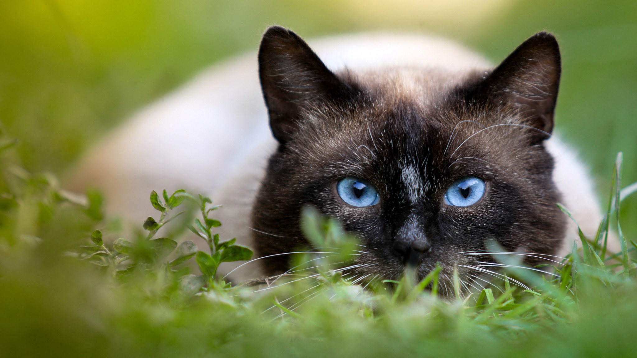 2048x1152  wallpaper Cat, grass, blue eyes, Siamese cat