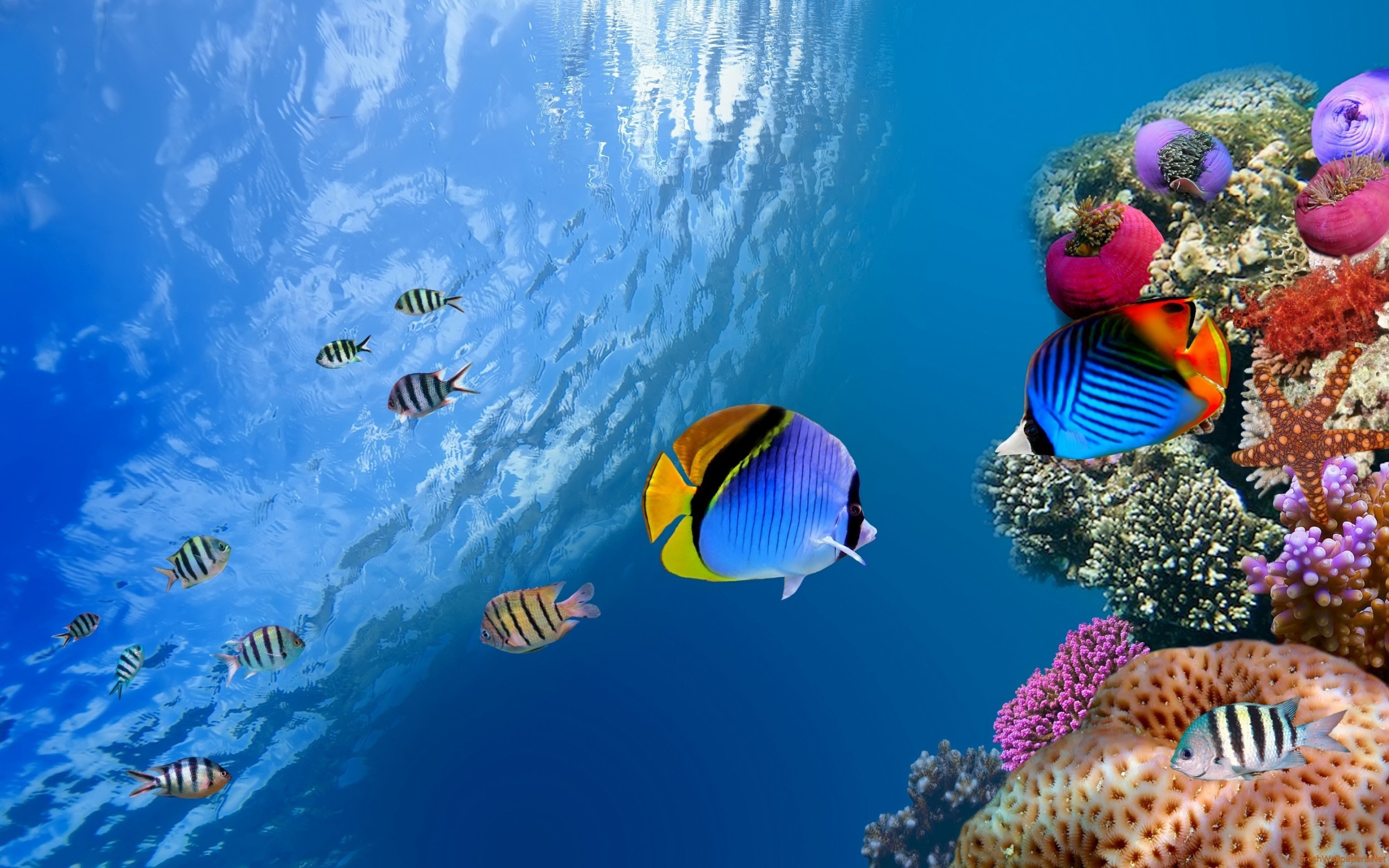 2560x1600 coral-reef-tropical-underwater-life Wallpaper: 