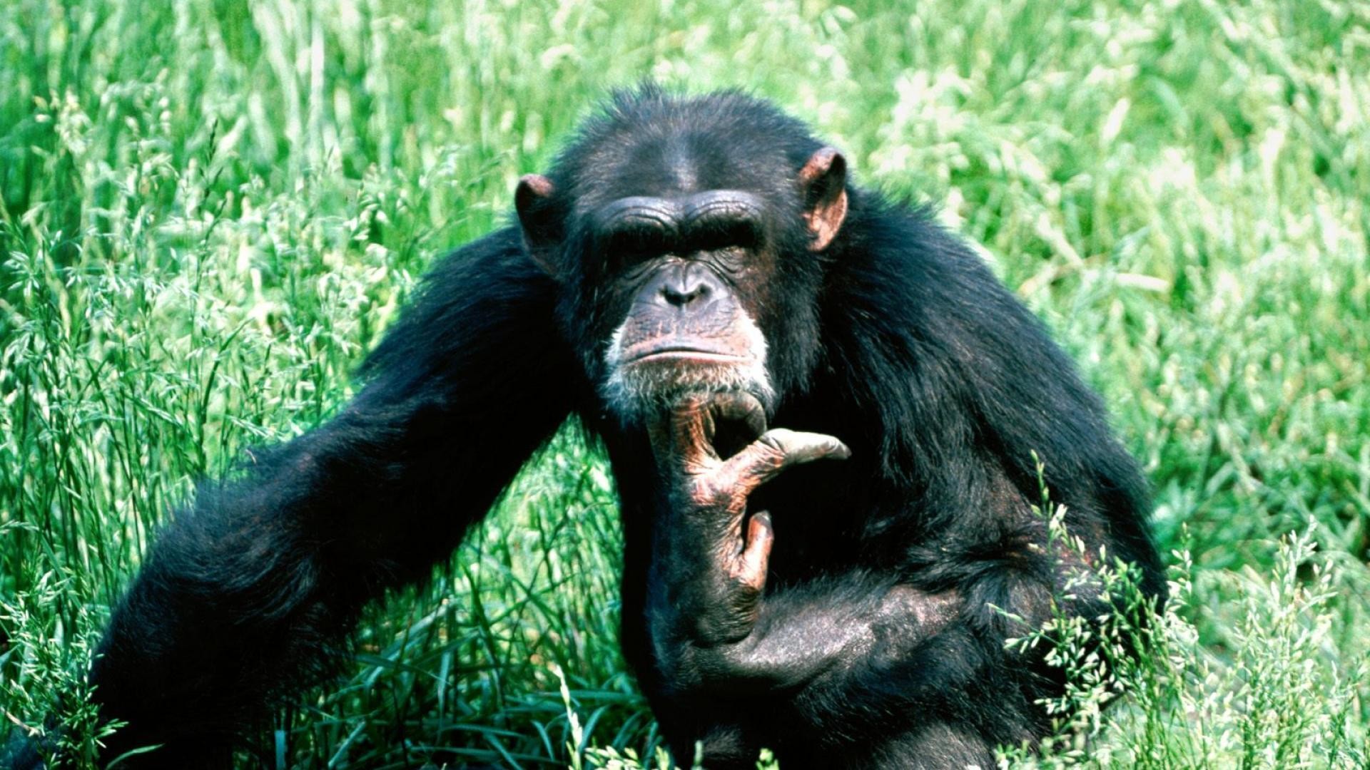1920x1080 Lost In Thought Chimpanzee HD wallpaper - Animal Backgrounds