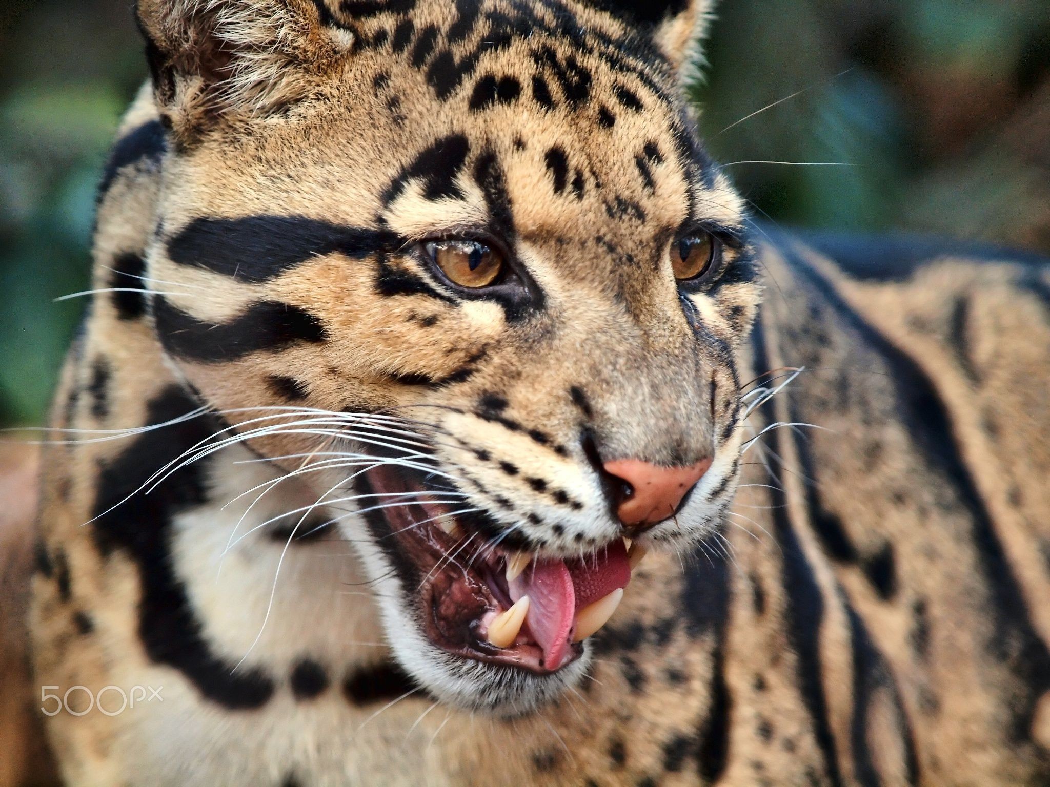 2048x1536 Clouded Leopard Wallpapers Backgrounds 2560x1600 Â· Clouded ...