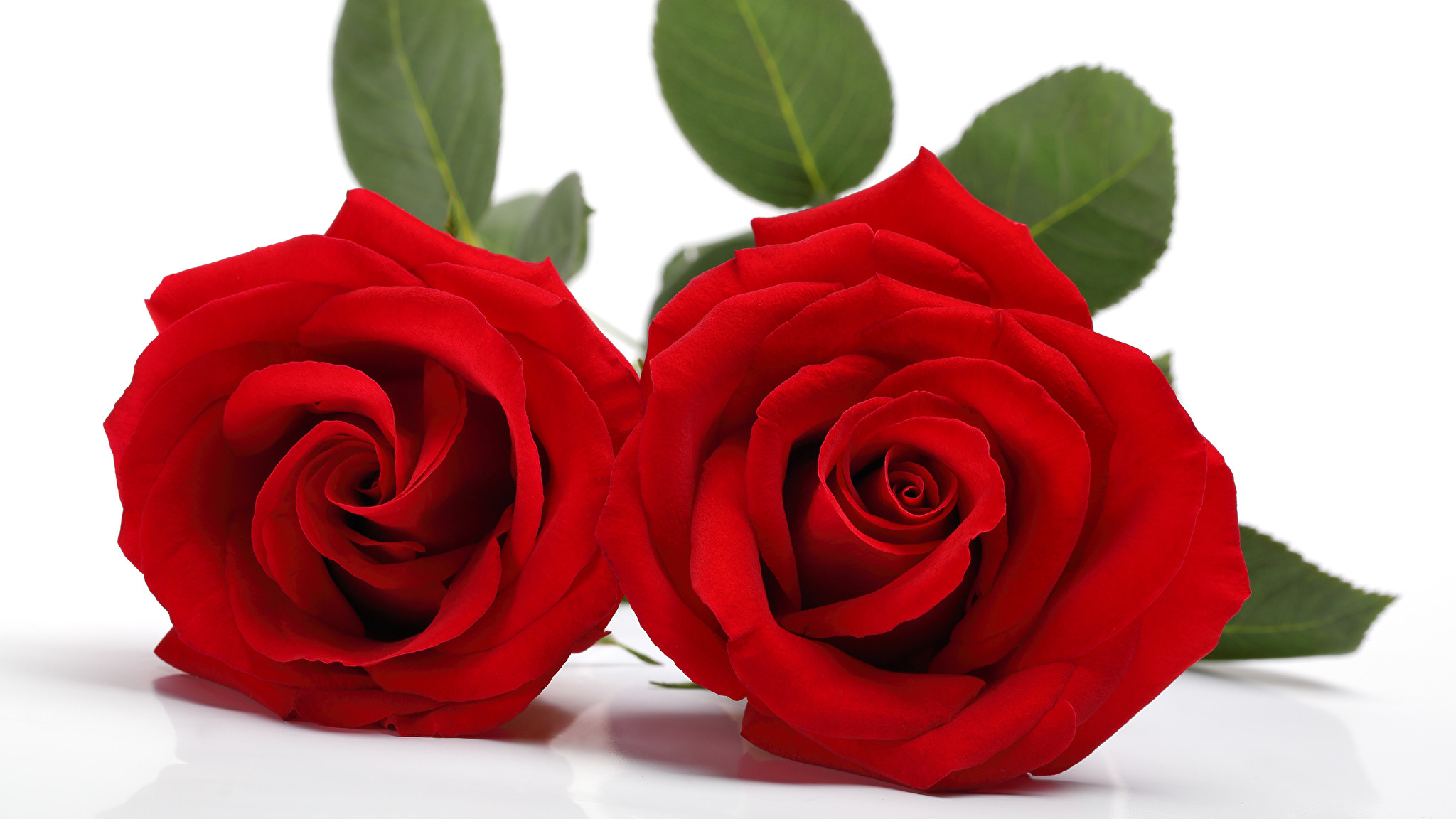 2048x1152 Wallpaper Two Red Roses Flowers White background  2