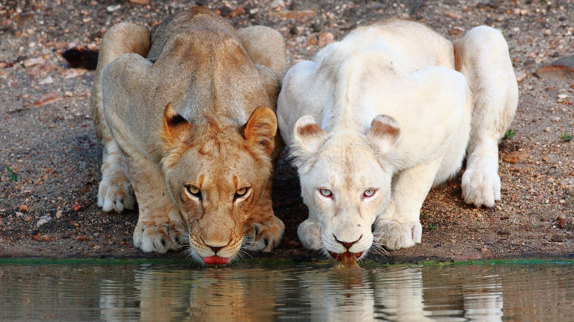 1920x1080 Lions, White Lion, Thirsty, Predator, Tongue, Wild