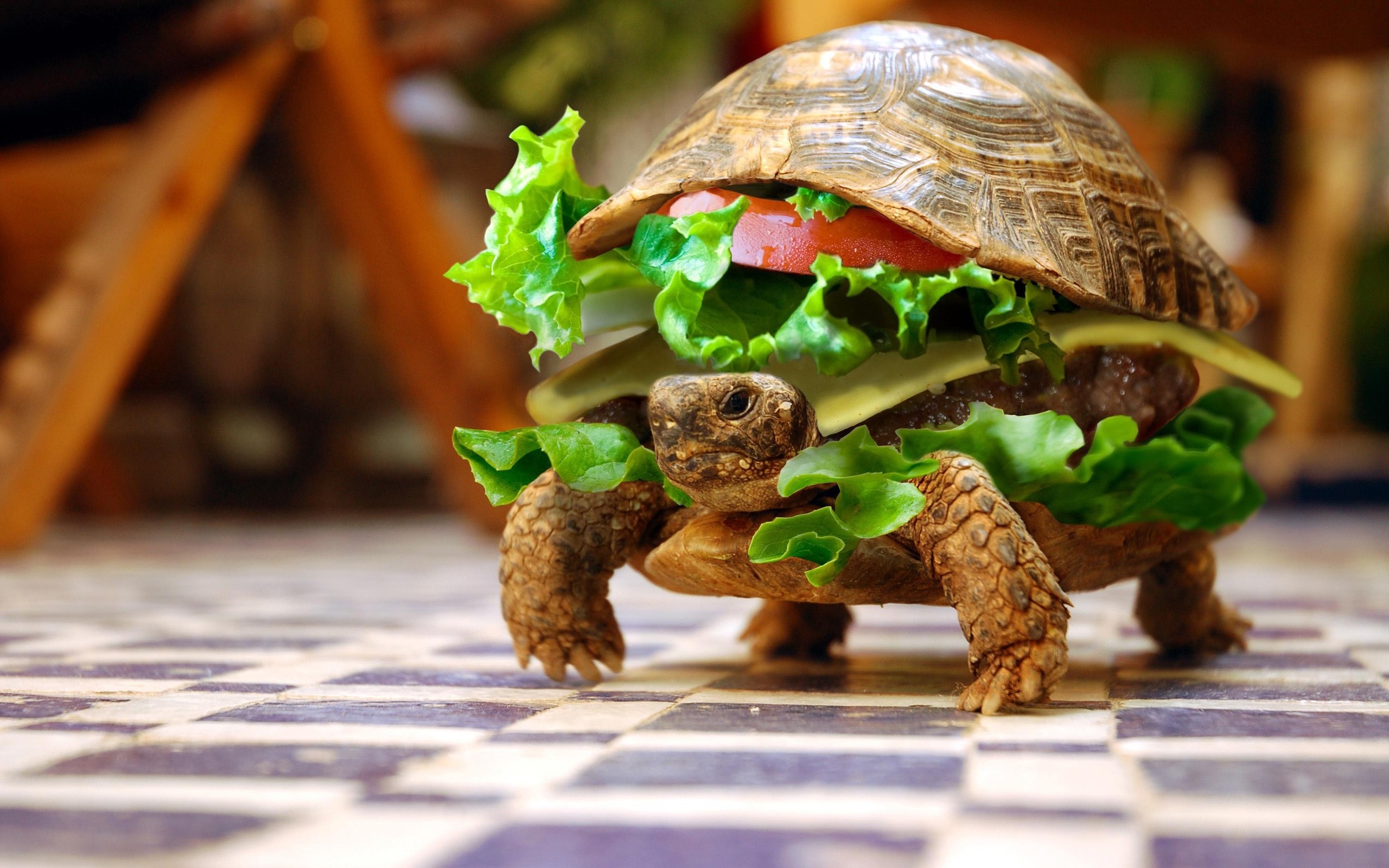 2560x1600 funny turtle hamburger Wallpaper