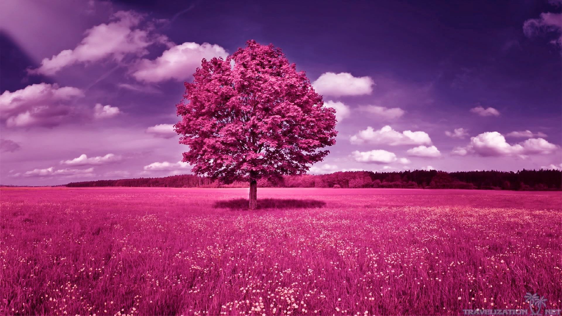 pink and purple trees