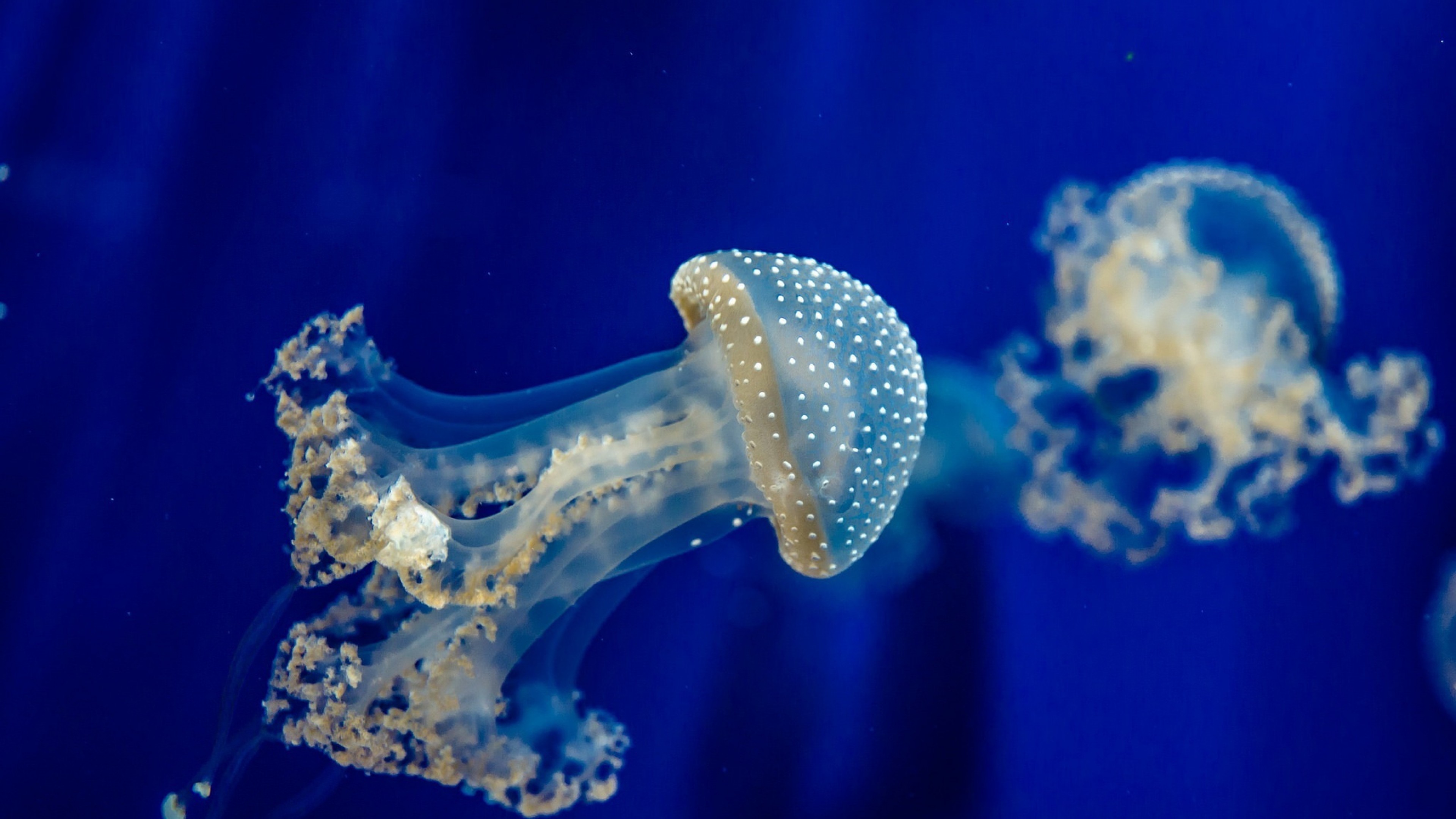 3840x2160 Moon jellyfish 4K Ultra HD Wallpaper | Download Wallpaper   Jellyfish, Underwater, Sea 4K