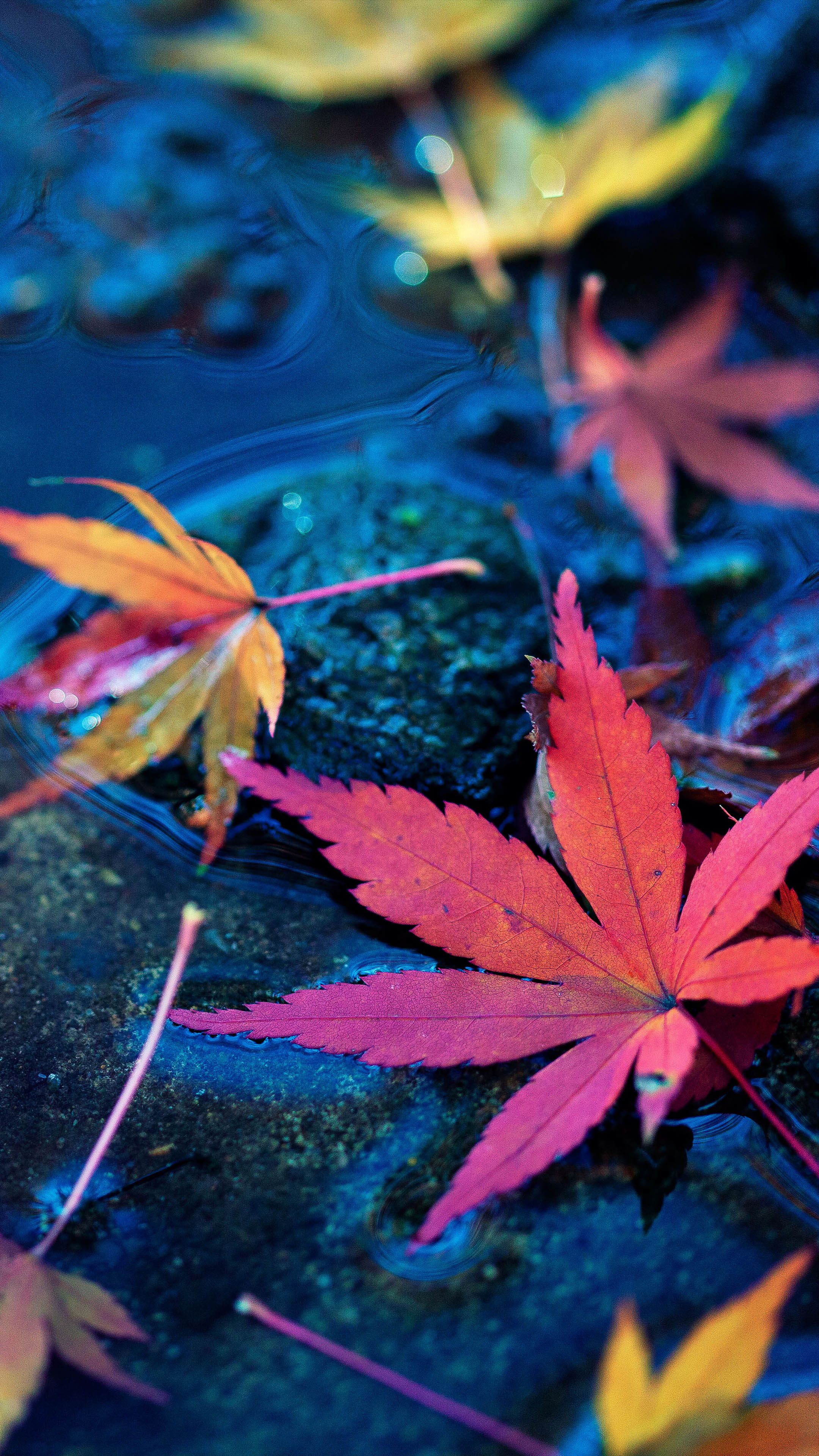 2160x3840 Maple Leaves Fall Autumn Water