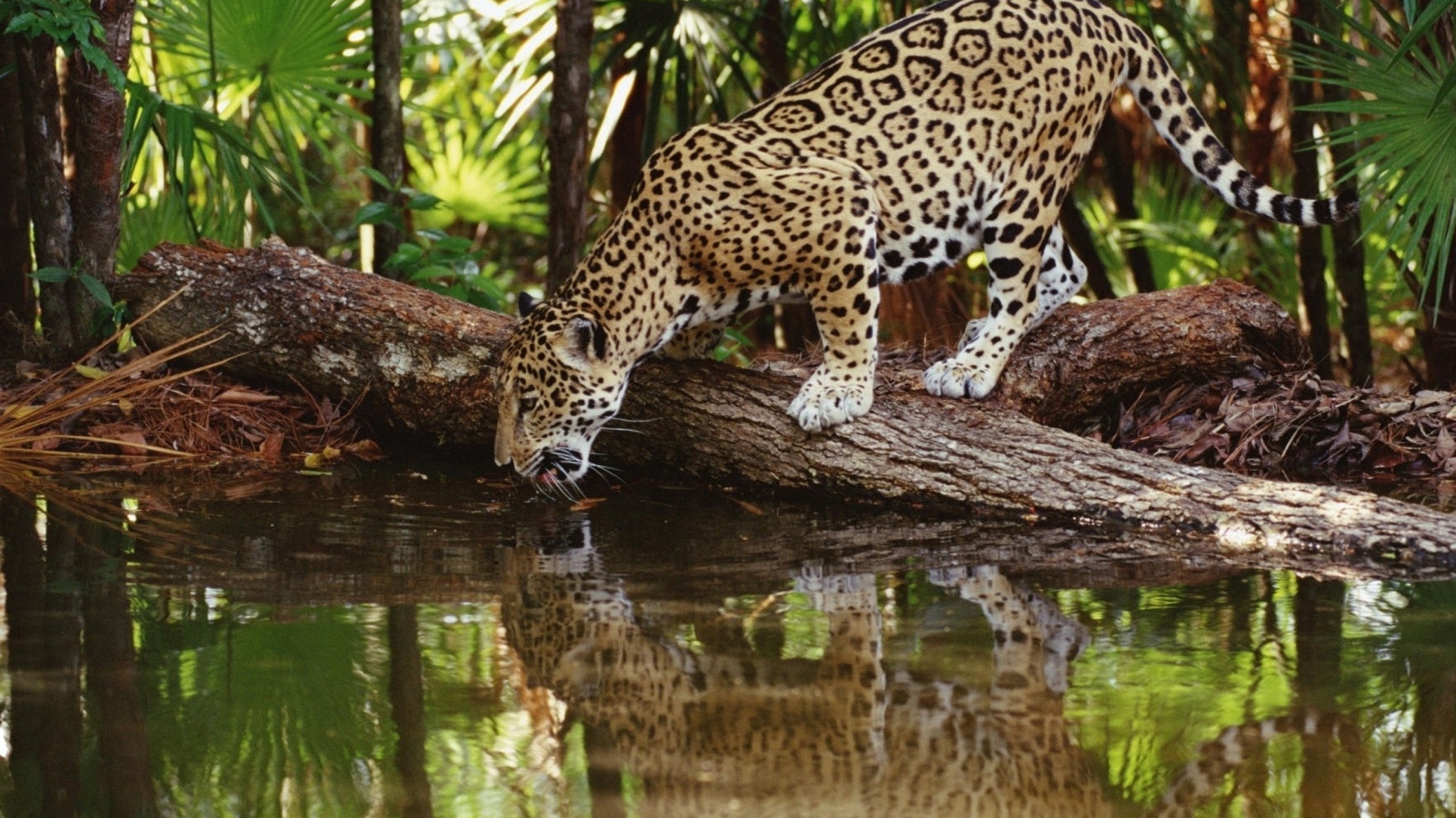 2560x1440 Jaguar, Amazon Rainforest, Terrestrial Animal, Wilderness, Desert Wallpaper  in  Resolution
