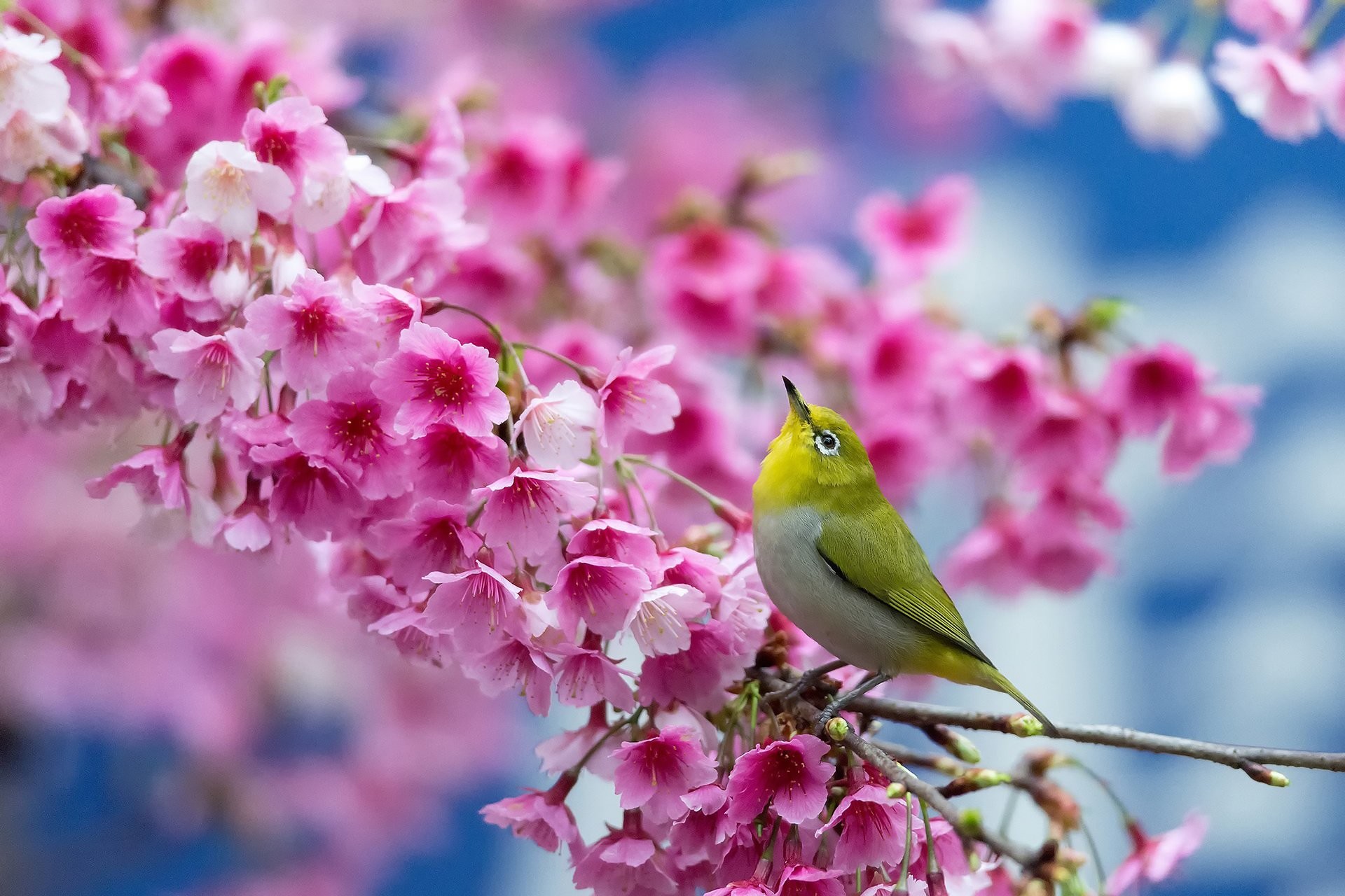 1920x1280 birds on flower branches | ... cherry branch flowers beauty Japanese  blossom bird flower Â· Flower WallpaperSpring ...