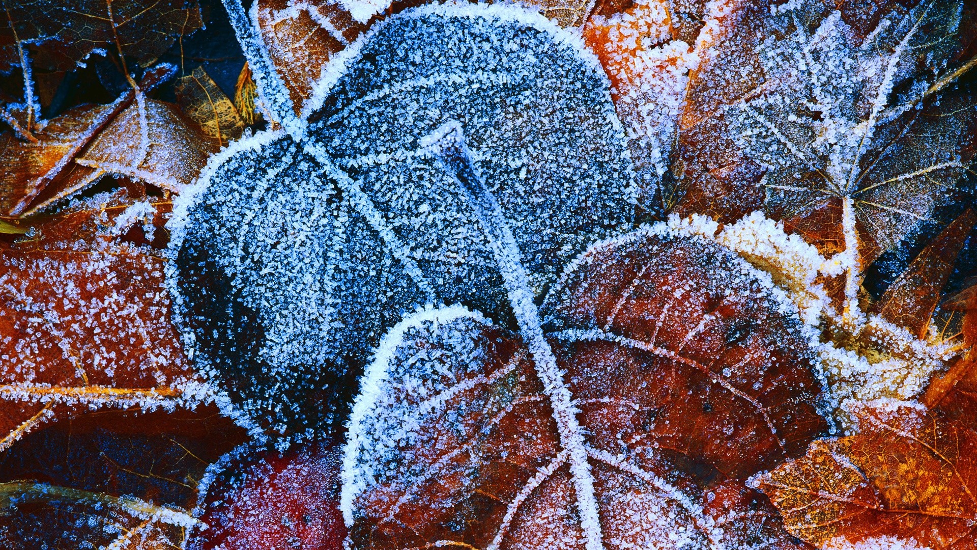 1920x1080 Frosty Autumn Leaves Wallpapers