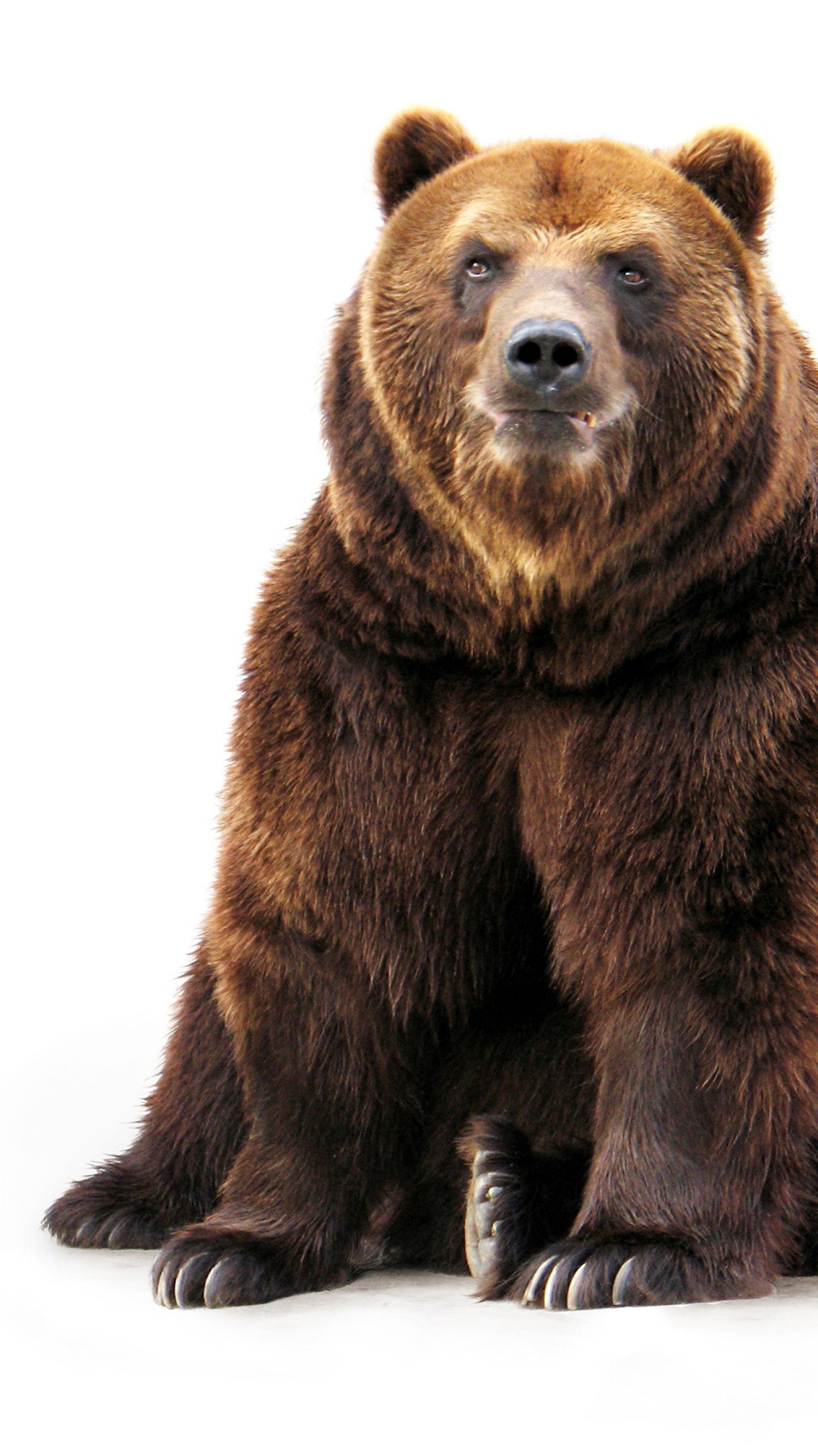 1440x2560 Animals / Brown bear Wallpaper