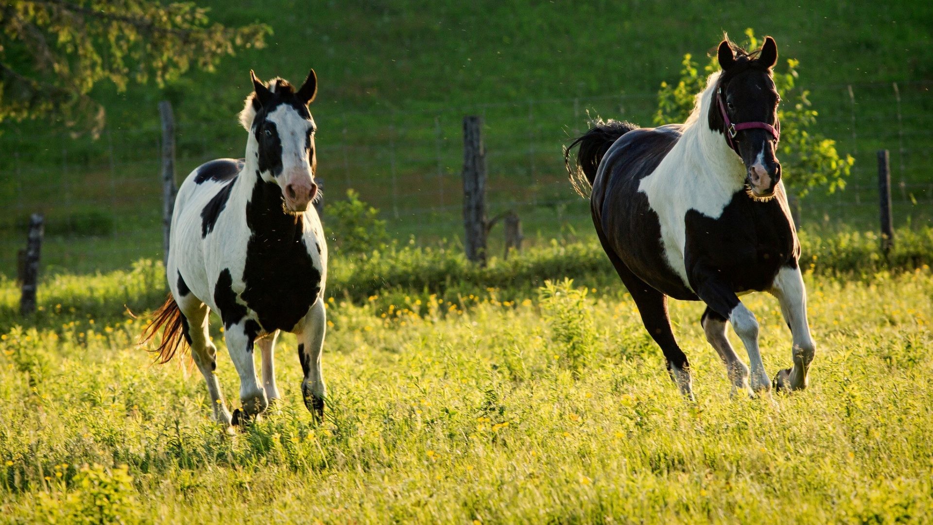 1920x1080 Horse Tag - Prairie Horses Horse Animal Photos Desktop for HD 16:9 High  Definition