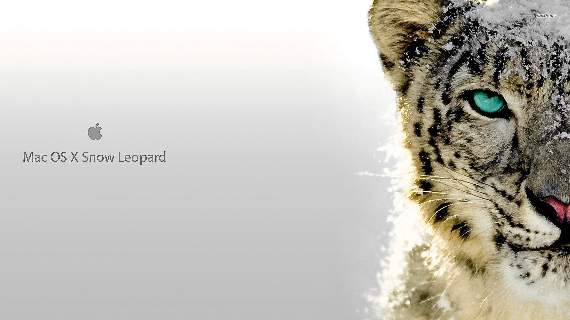 1920x1080 Wallpaper-Snow-Leopard-Katze